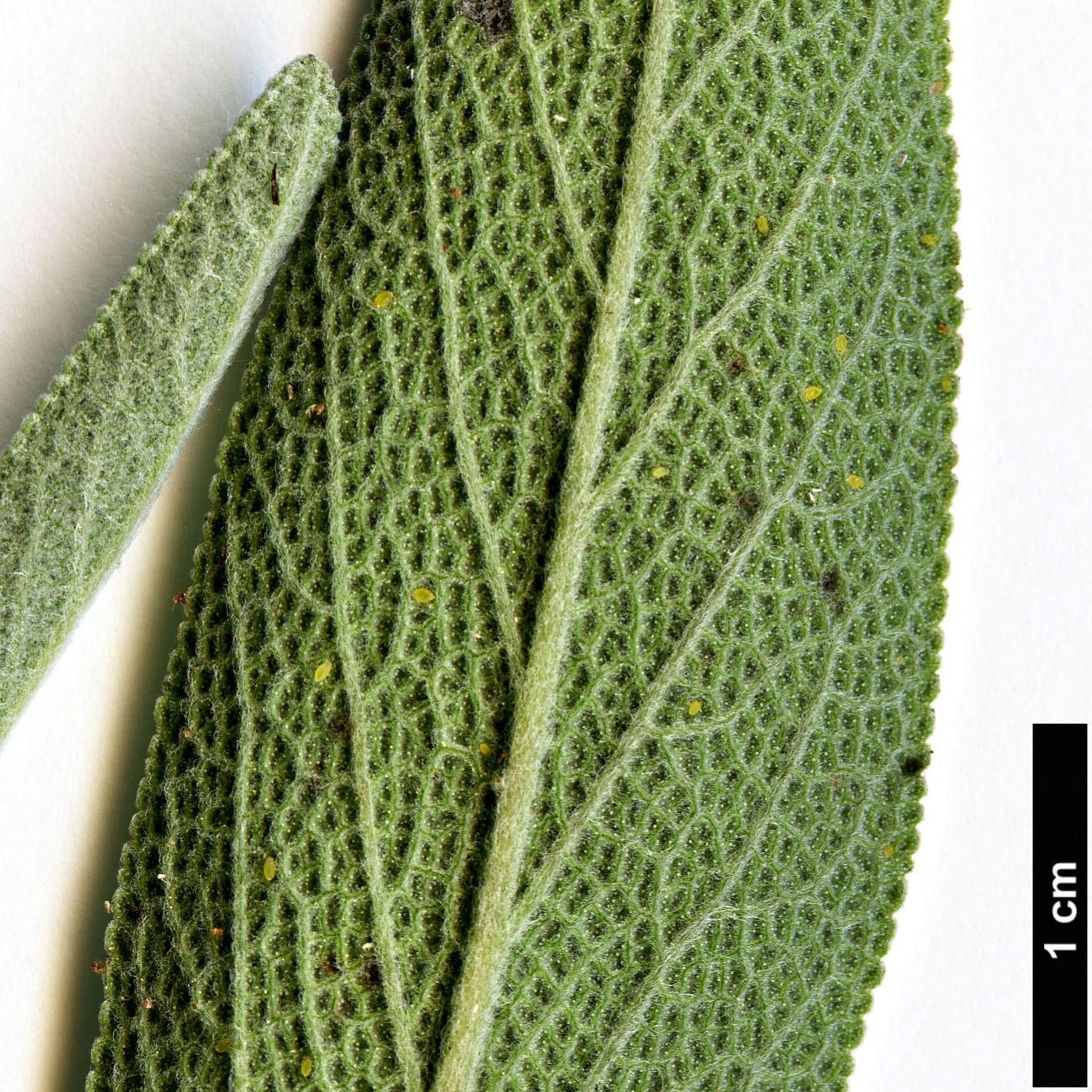 High resolution image: Family: Lamiaceae - Genus: Salvia - Taxon: officinalis High resolution image: Family: Lamiaceae - Genus: Salvia - Taxon: officinalis