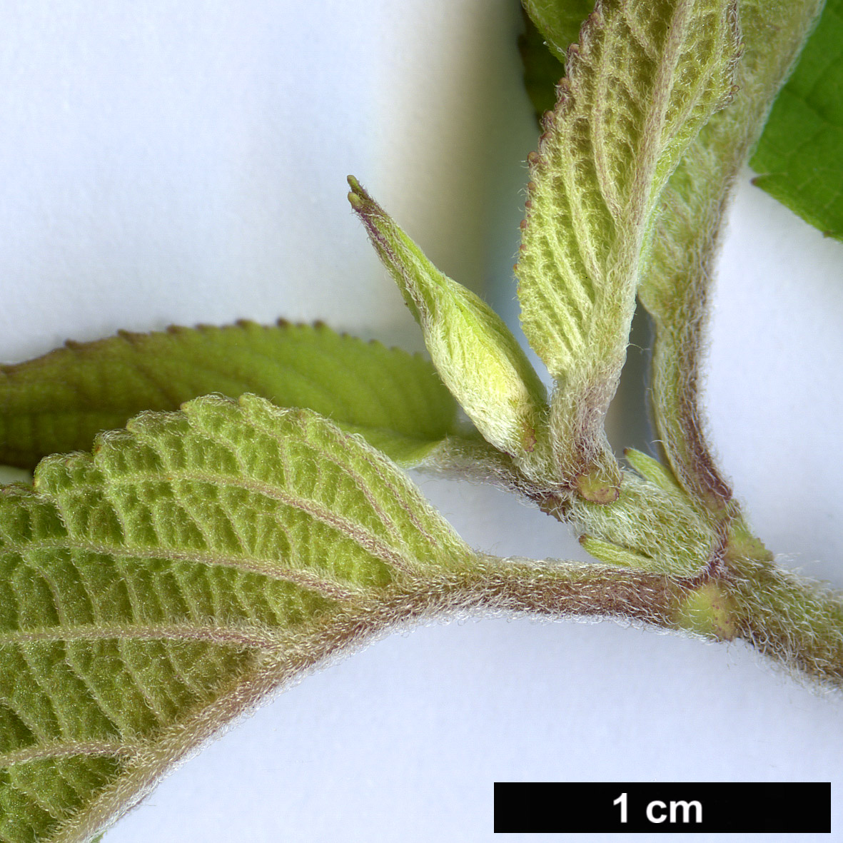 High resolution image: Family: Lamiaceae - Genus: Salvia - Taxon: rutilans High resolution image: Family: Lamiaceae - Genus: Salvia - Taxon: rutilans