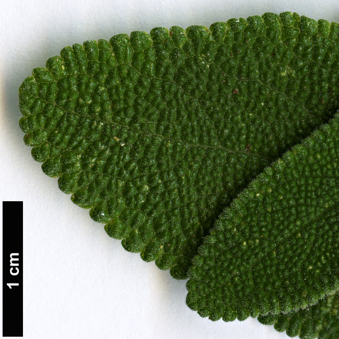 High resolution image: Family: Lamiaceae - Genus: Salvia - Taxon: semiatrata