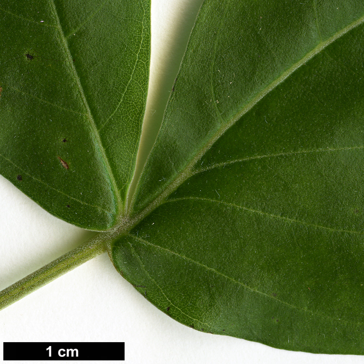 High resolution image: Family: Lamiaceae - Genus: Vitex - Taxon: rotundifolium