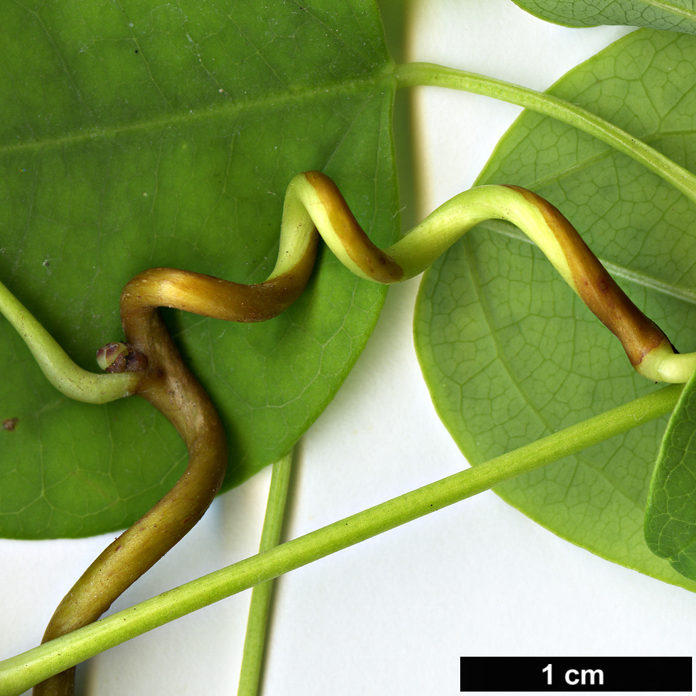 High resolution image: Family: Lardizabalaceae - Genus: Akebia - Taxon: trifoliata