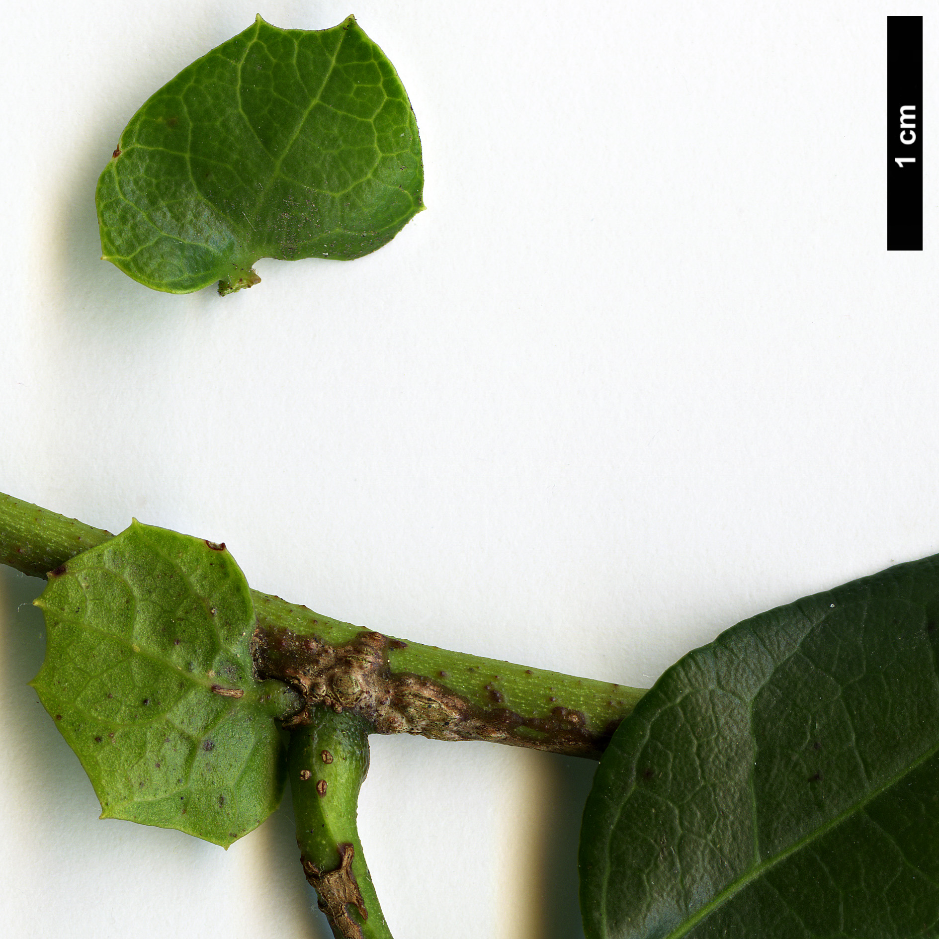 High resolution image: Family: Lardizabalaceae - Genus: Lardizabala - Taxon: funaria