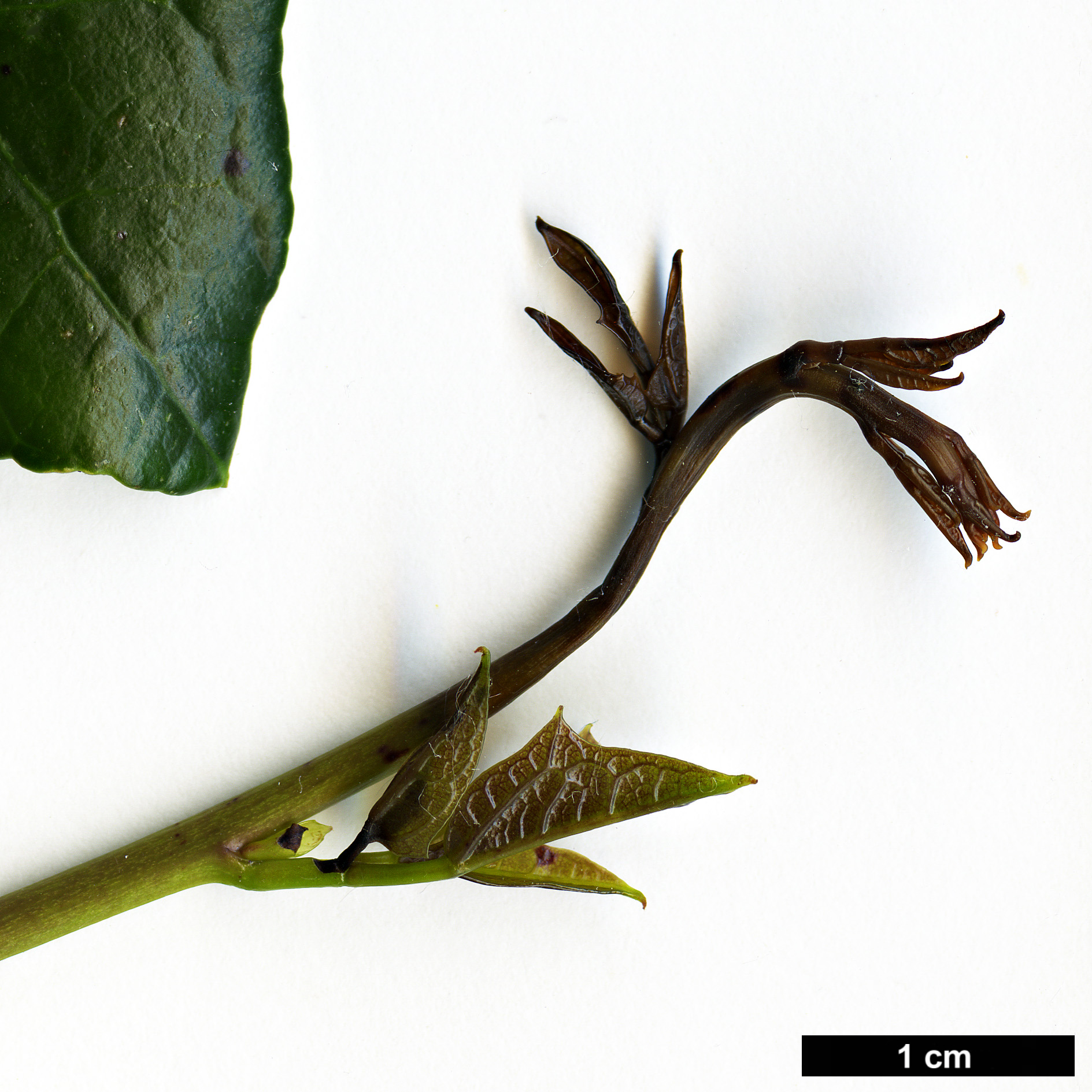 High resolution image: Family: Lardizabalaceae - Genus: Lardizabala - Taxon: funaria