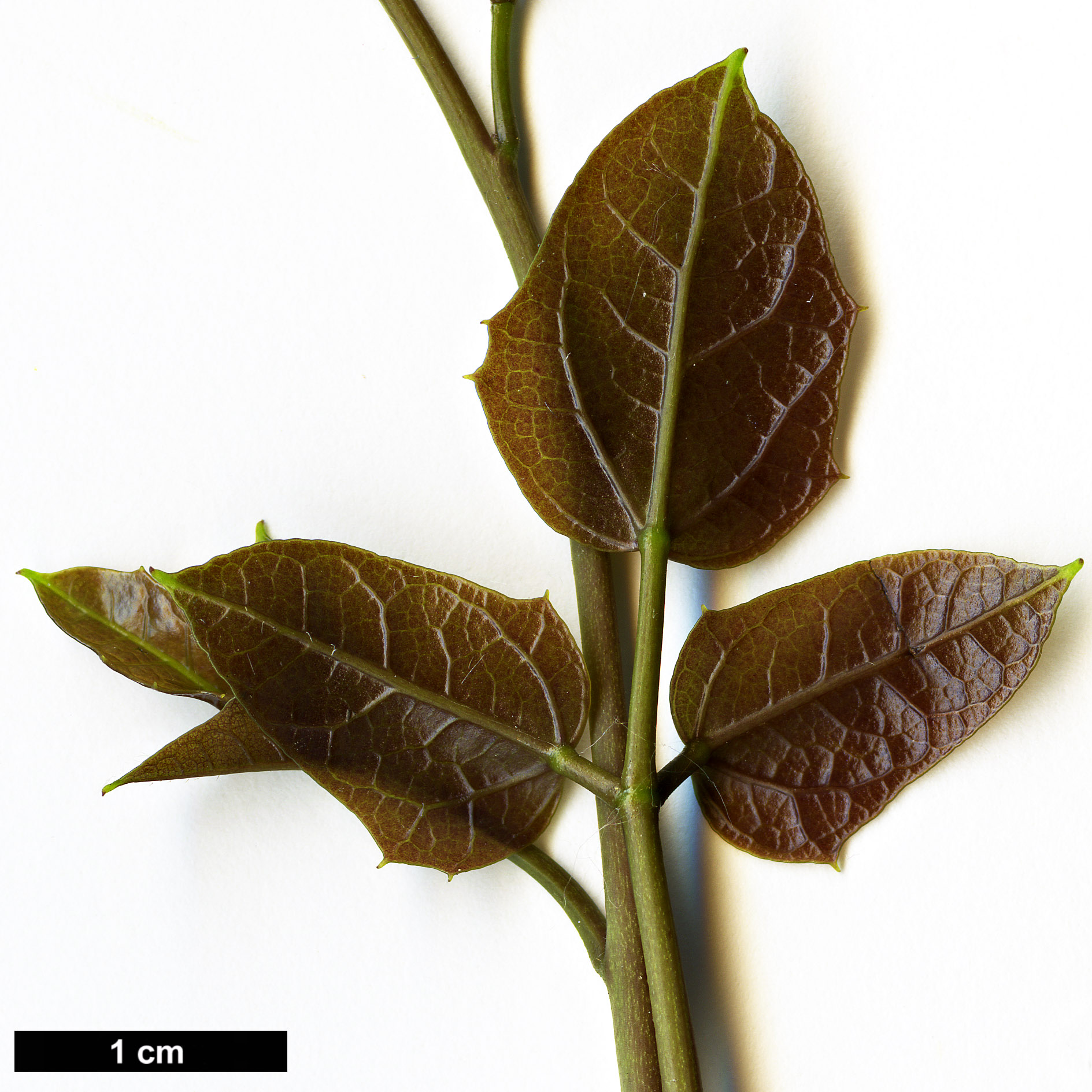 High resolution image: Family: Lardizabalaceae - Genus: Lardizabala - Taxon: funaria