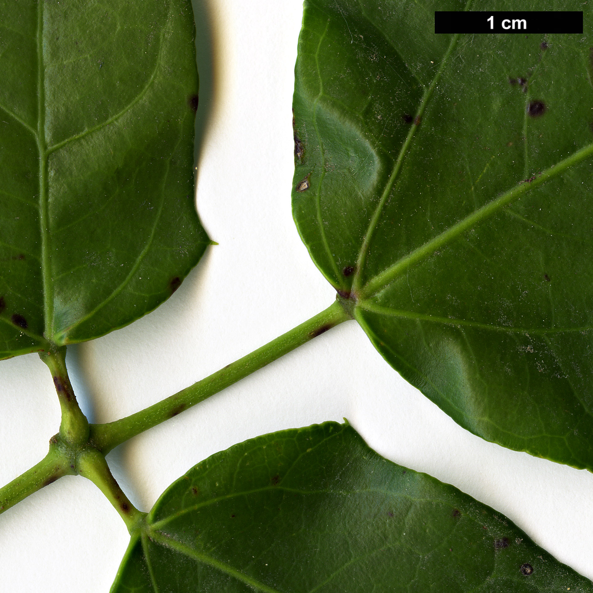 High resolution image: Family: Lardizabalaceae - Genus: Lardizabala - Taxon: funaria