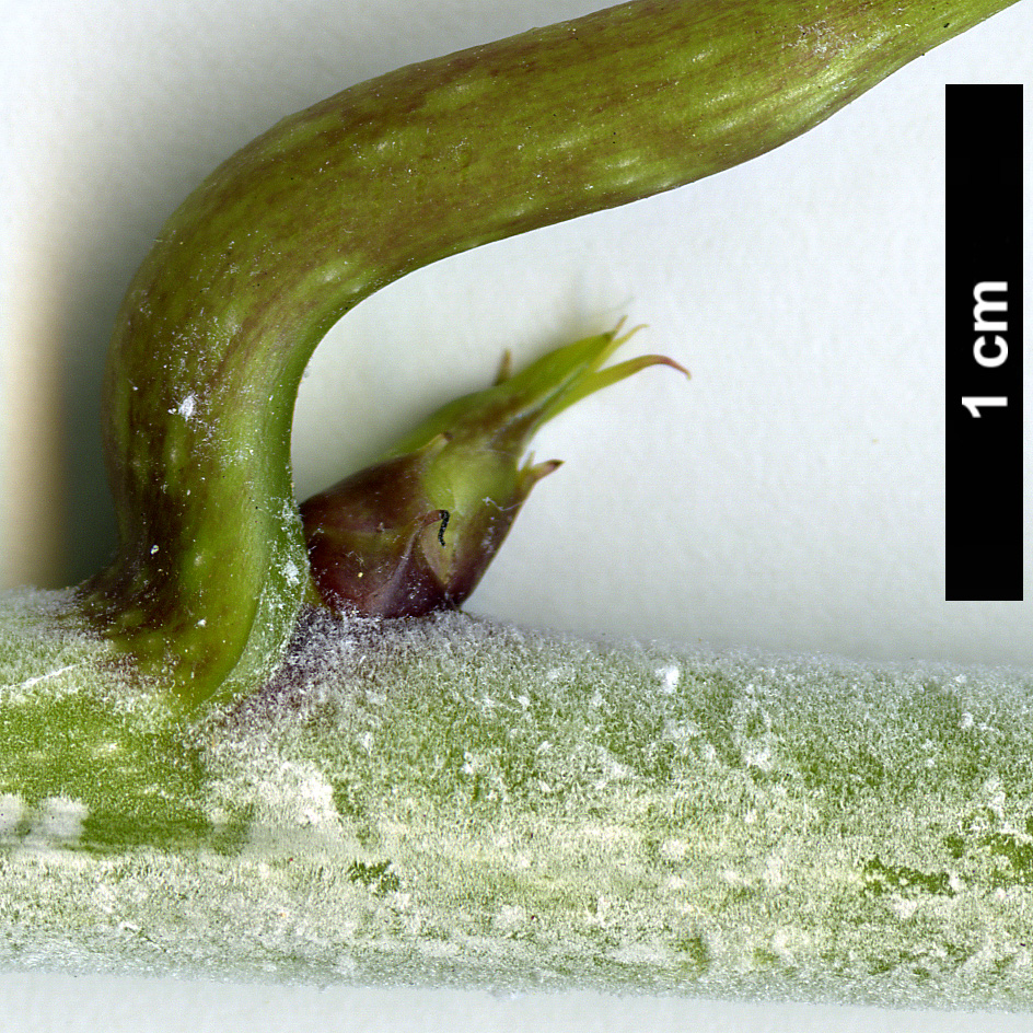 High resolution image: Family: Lardizabalaceae - Genus: Sinofranchetia - Taxon: chinensis