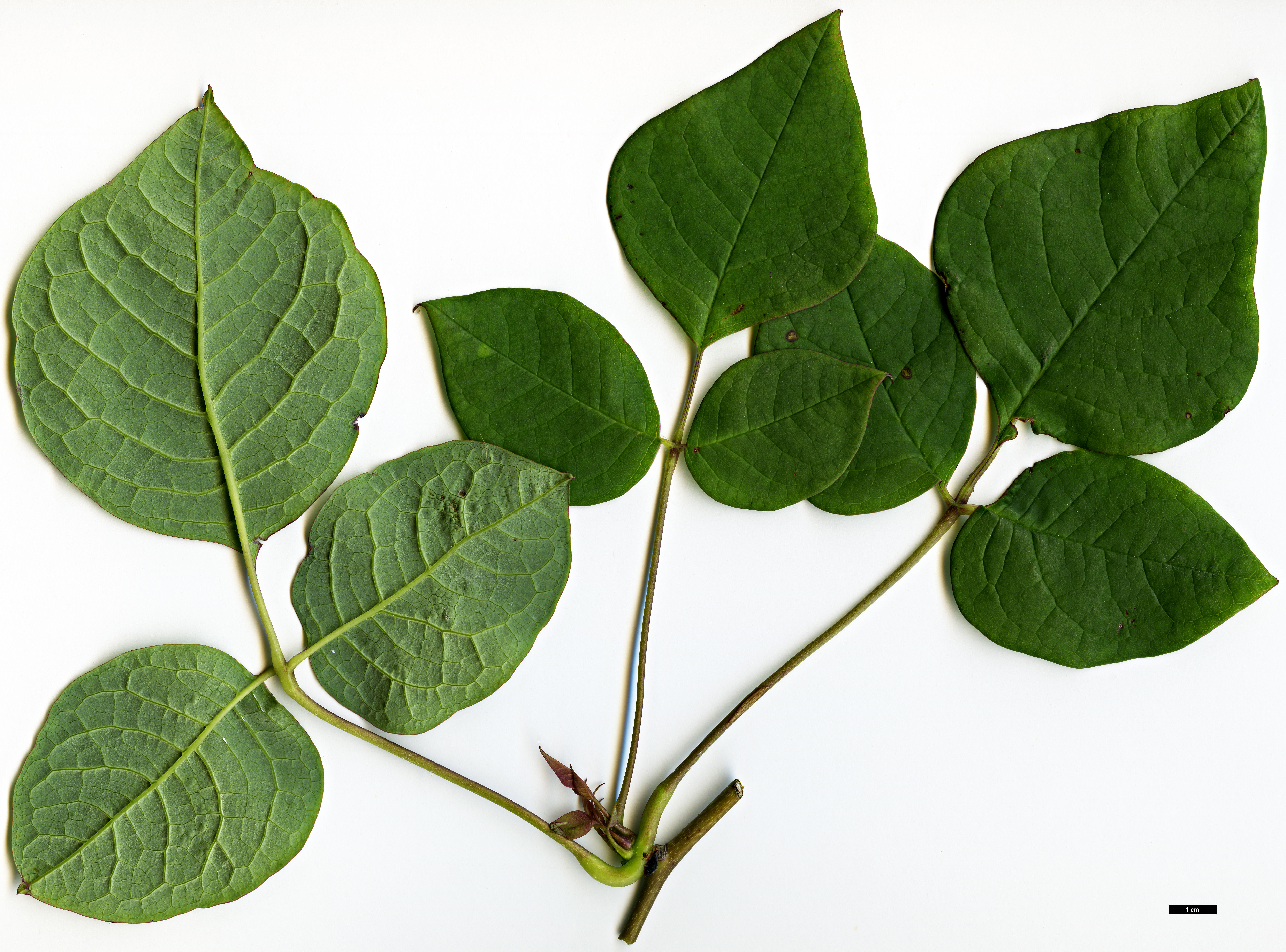 High resolution image: Family: Lardizabalaceae - Genus: Sinofranchetia - Taxon: chinensis