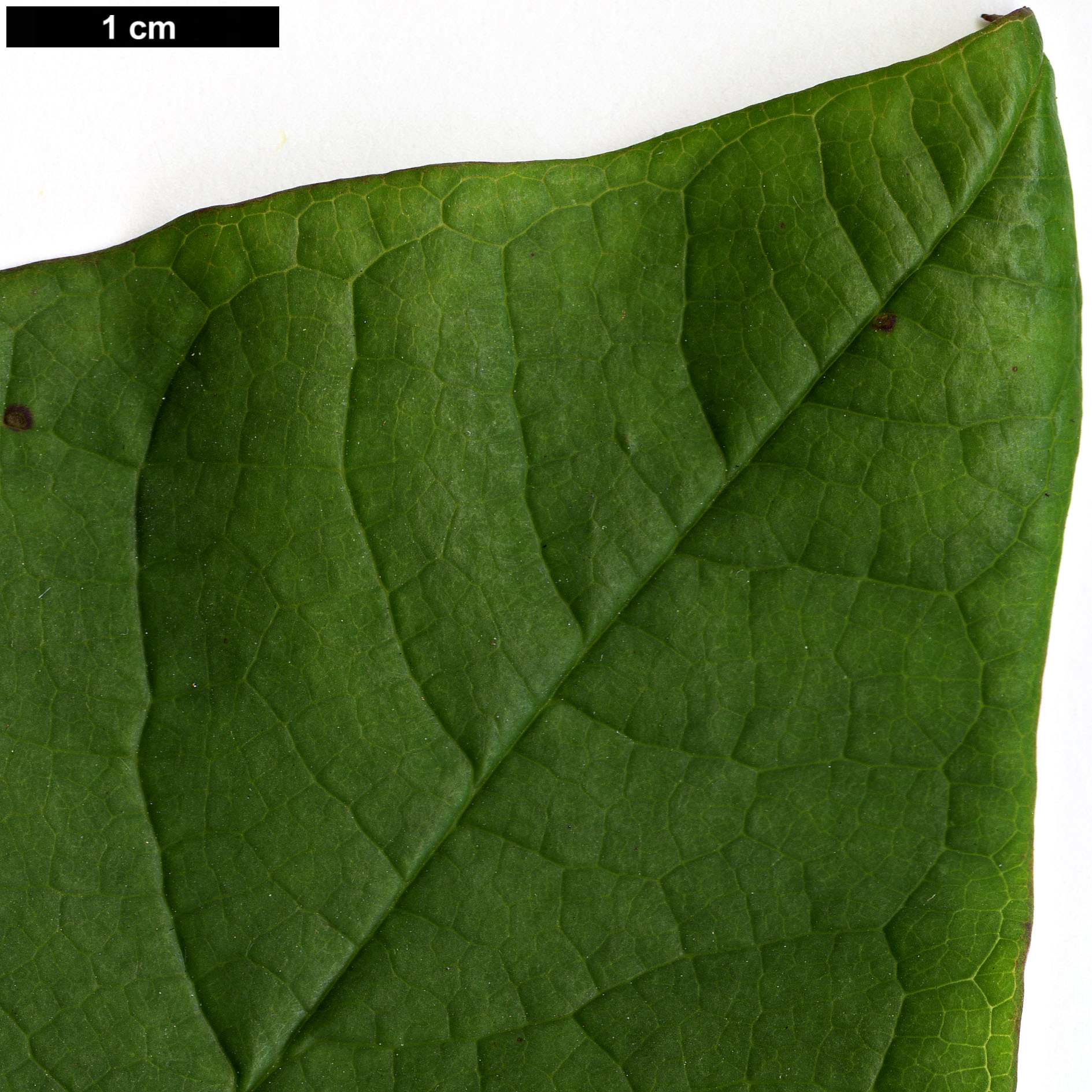 High resolution image: Family: Lardizabalaceae - Genus: Sinofranchetia - Taxon: chinensis