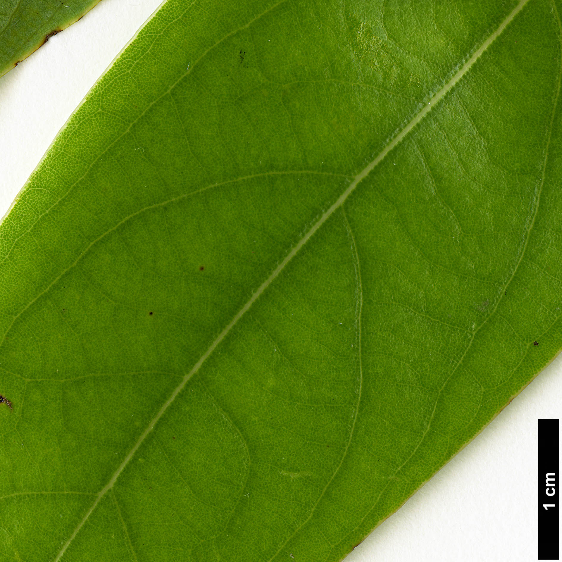 High resolution image: Family: Lauraceae - Genus: Actinodaphne - Taxon: omeiensis High resolution image: Family: Lauraceae - Genus: Actinodaphne - Taxon: omeiensis