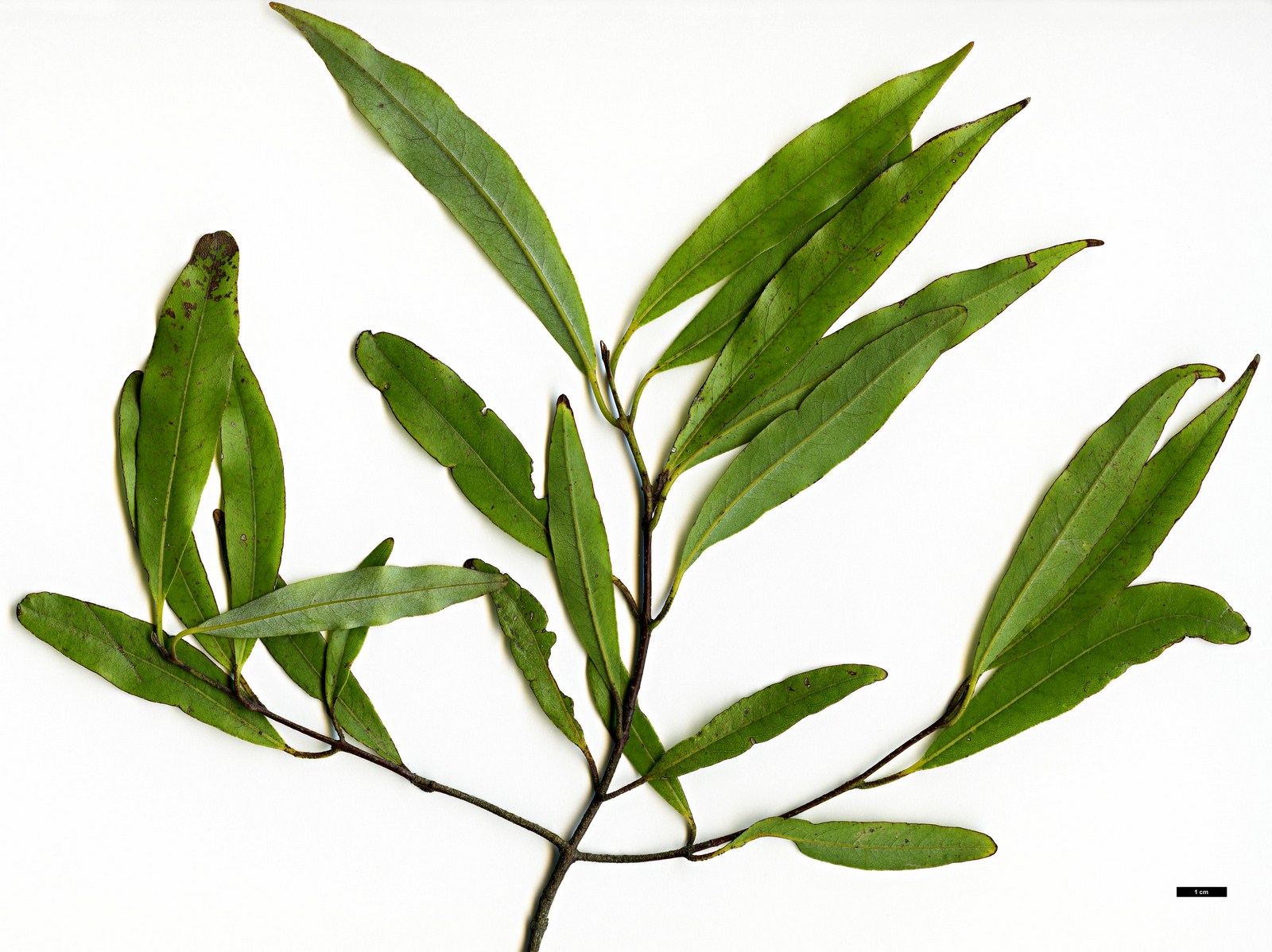 High resolution image: Family: Lauraceae - Genus: Beilschmiedia - Taxon: tawa High resolution image: Family: Lauraceae - Genus: Beilschmiedia - Taxon: tawa