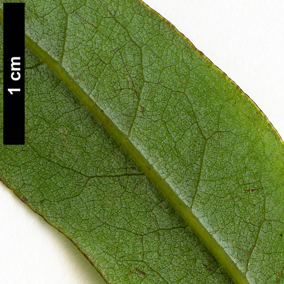 High resolution image: Family: Lauraceae - Genus: Beilschmiedia - Taxon: tawa High resolution image: Family: Lauraceae - Genus: Beilschmiedia - Taxon: tawa