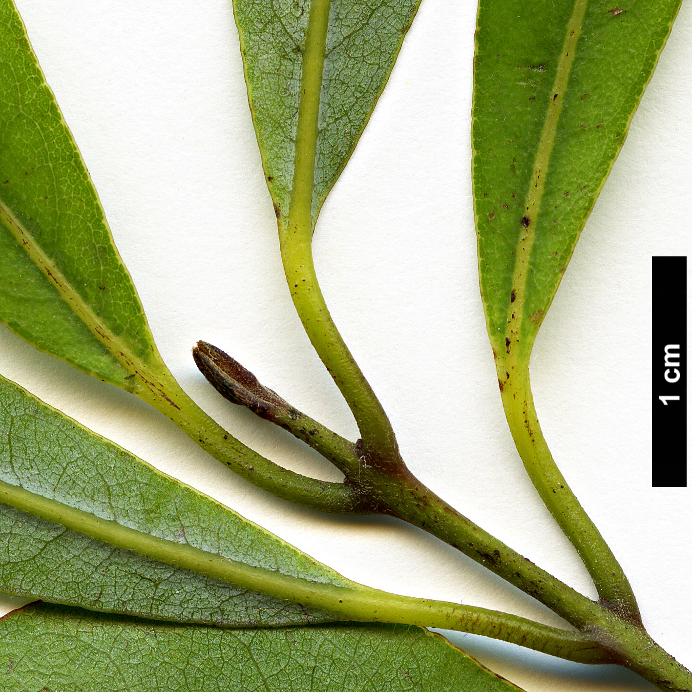 High resolution image: Family: Lauraceae - Genus: Beilschmiedia - Taxon: tawa High resolution image: Family: Lauraceae - Genus: Beilschmiedia - Taxon: tawa
