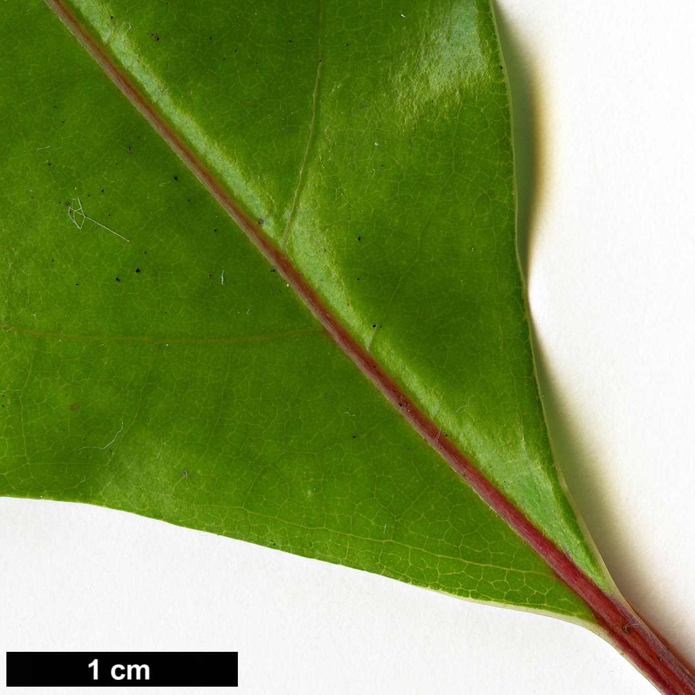 High resolution image: Family: Lauraceae - Genus: Cinnamomum - Taxon: micranthum High resolution image: Family: Lauraceae - Genus: Cinnamomum - Taxon: micranthum