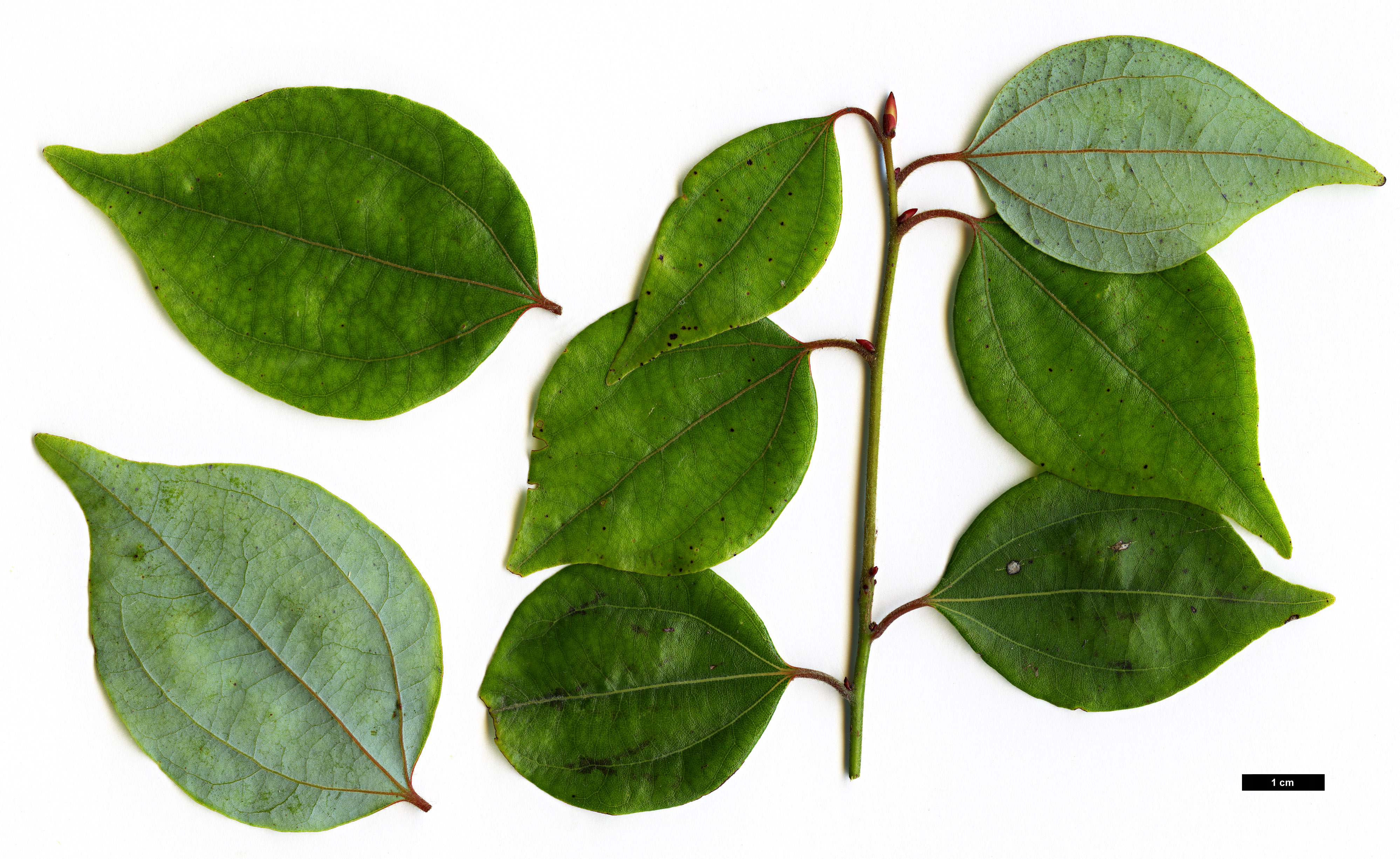 High resolution image: Family: Lauraceae - Genus: Lindera - Taxon: aggregata