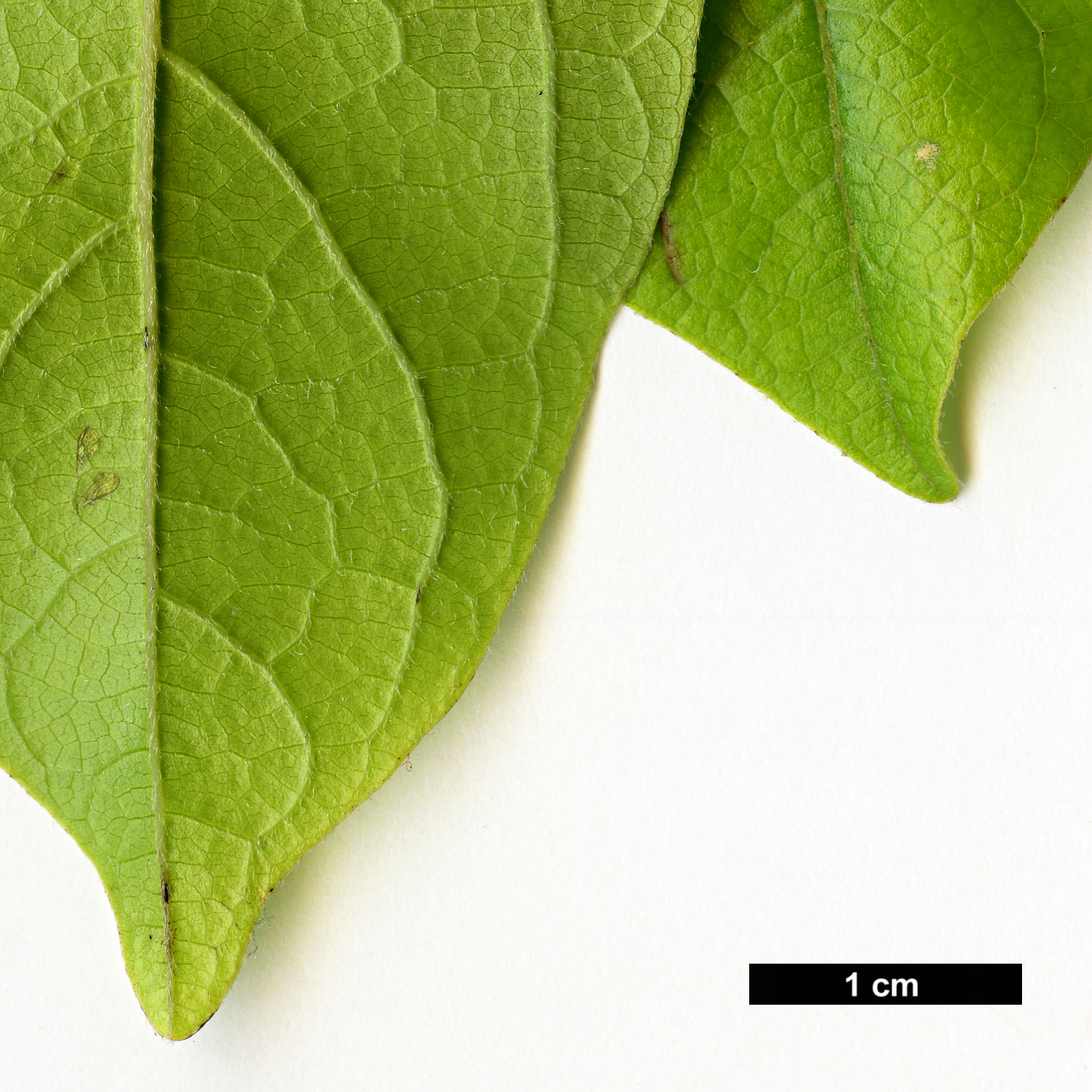 High resolution image: Family: Lauraceae - Genus: Lindera - Taxon: chienii High resolution image: Family: Lauraceae - Genus: Lindera - Taxon: chienii