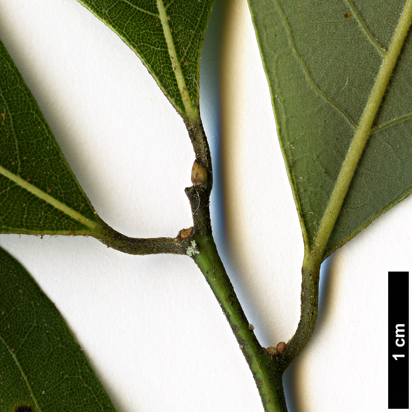 High resolution image: Family: Lauraceae - Genus: Lindera - Taxon: communis High resolution image: Family: Lauraceae - Genus: Lindera - Taxon: communis