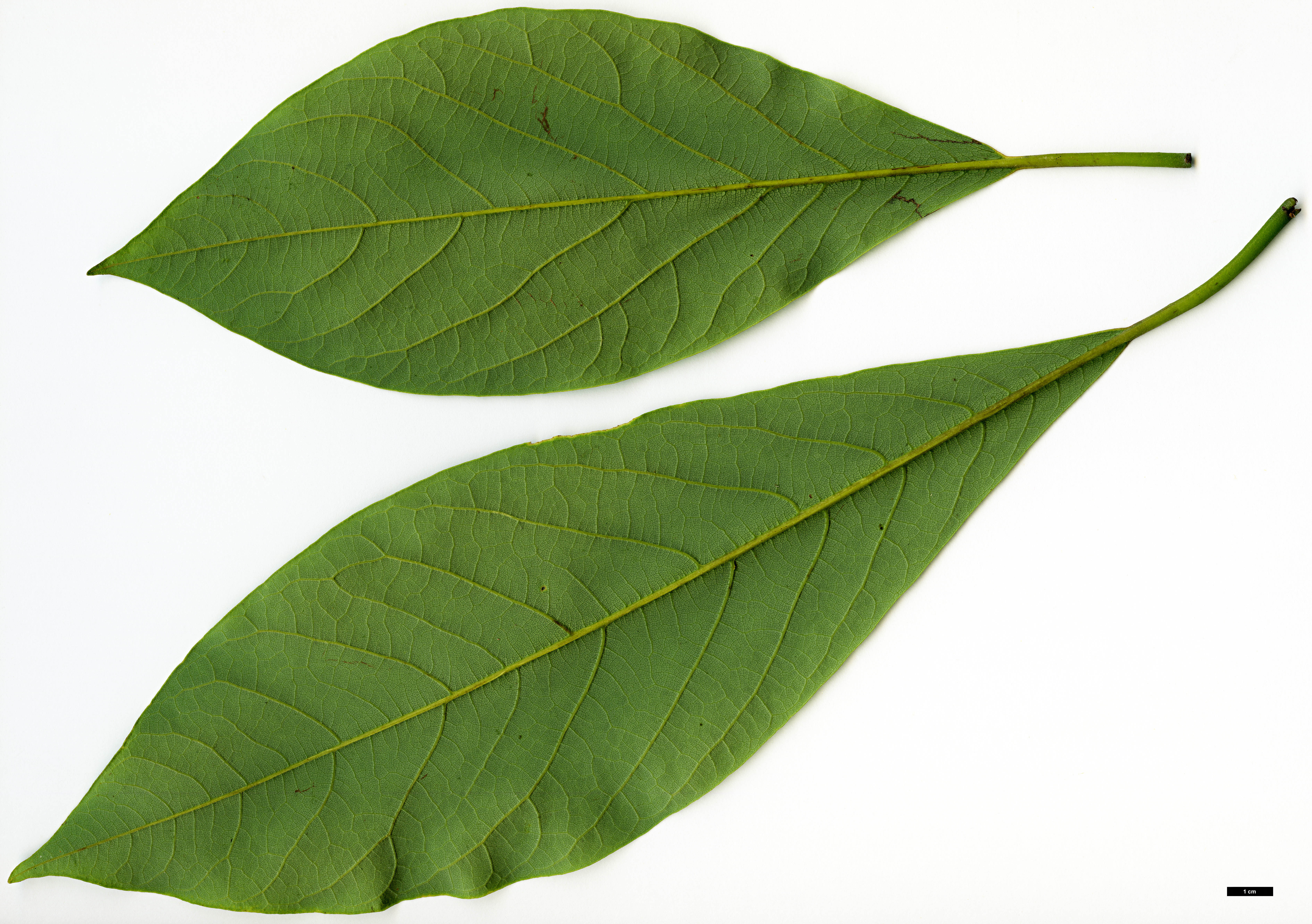 High resolution image: Family: Lauraceae - Genus: Lindera - Taxon: megaphylla