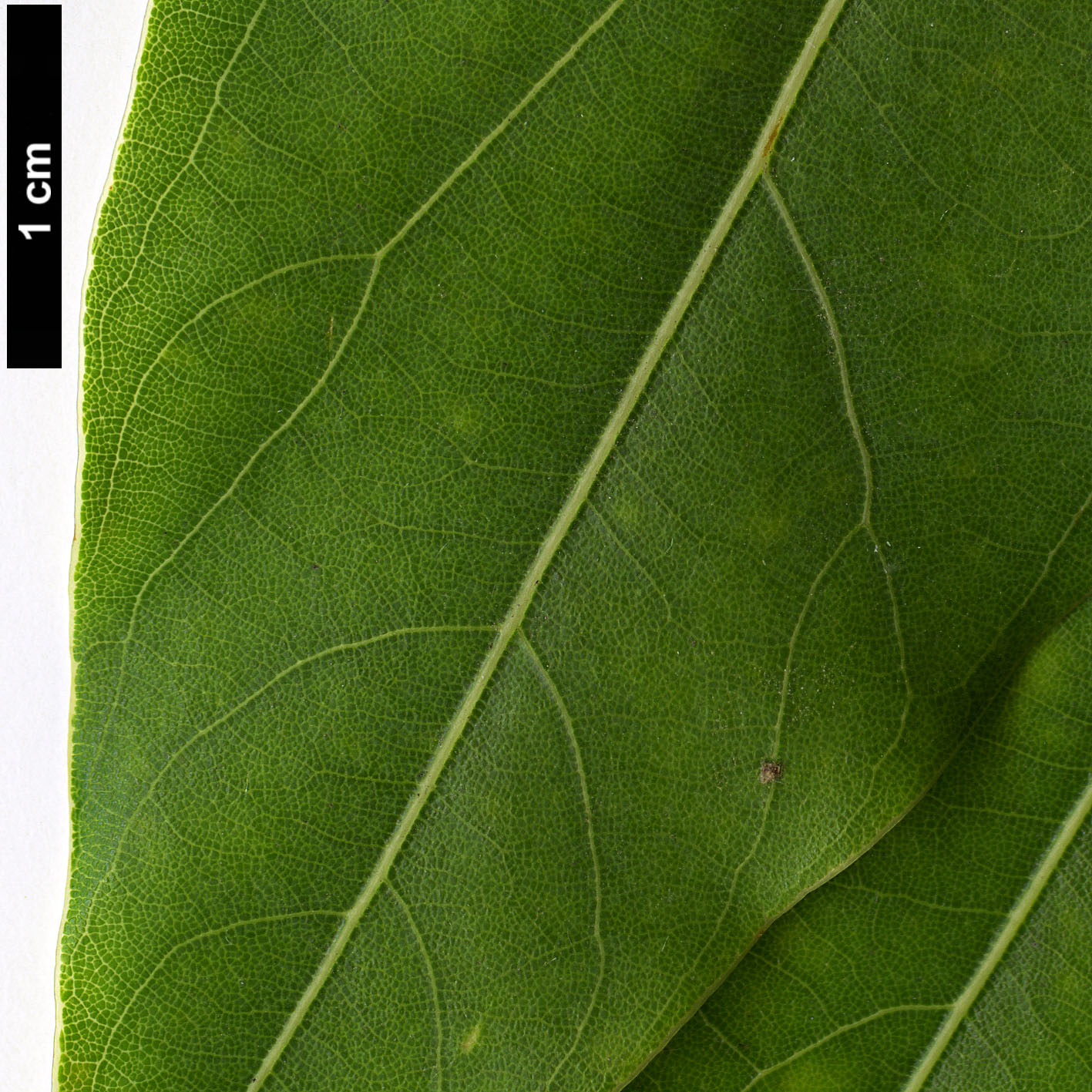 High resolution image: Family: Lauraceae - Genus: Lindera - Taxon: pulcherrima