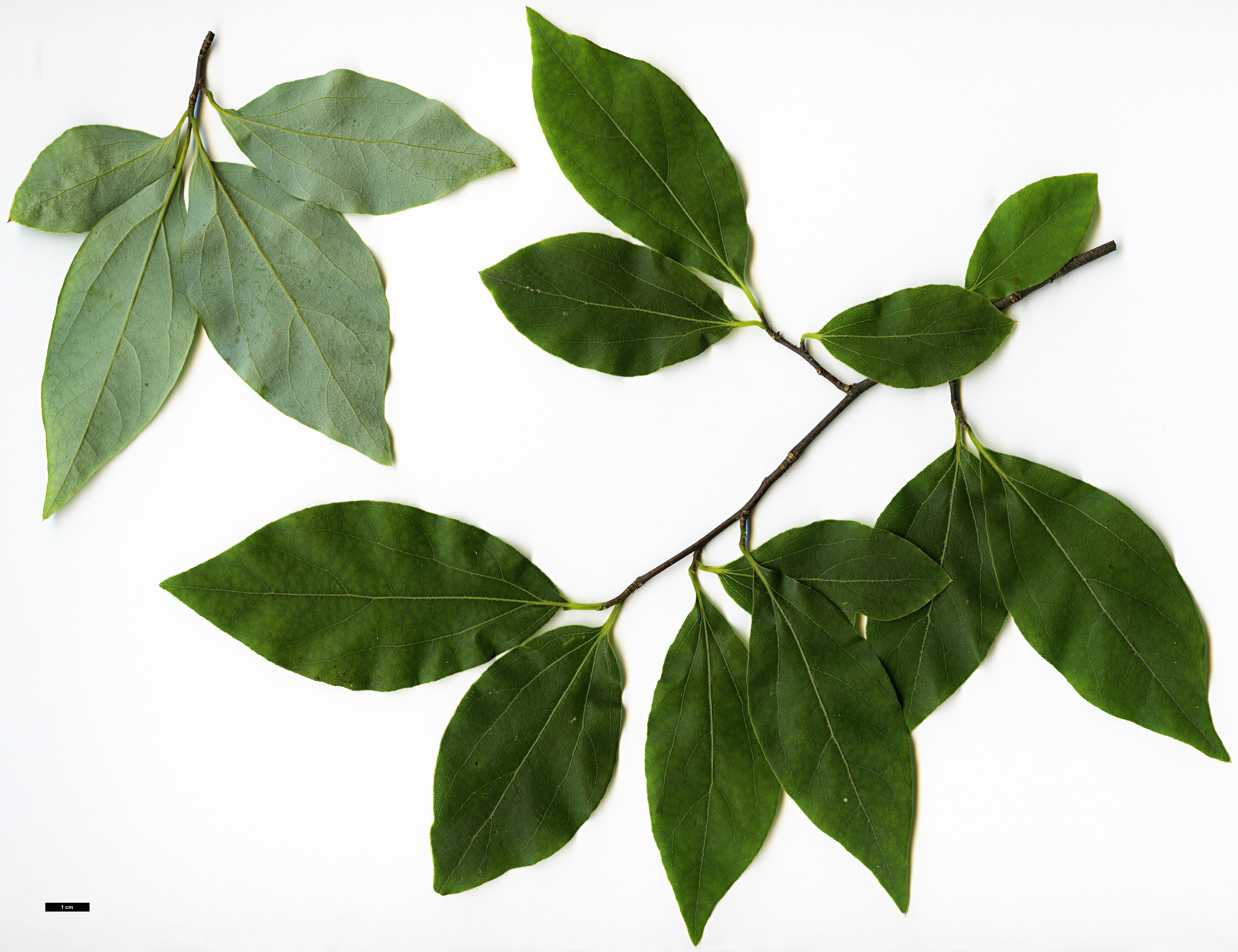 High resolution image: Family: Lauraceae - Genus: Lindera - Taxon: rubronervia High resolution image: Family: Lauraceae - Genus: Lindera - Taxon: rubronervia