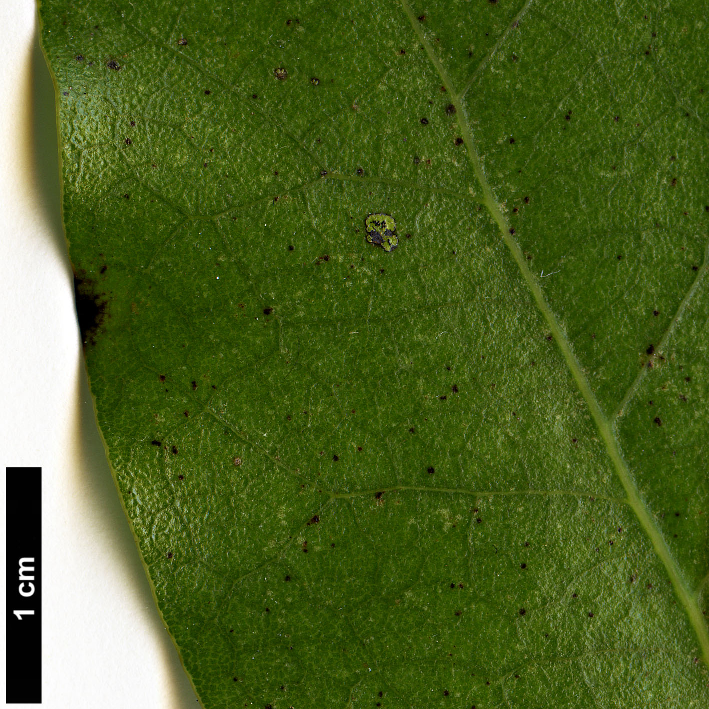 High resolution image: Family: Lauraceae - Genus: Litsea - Taxon: calicaris