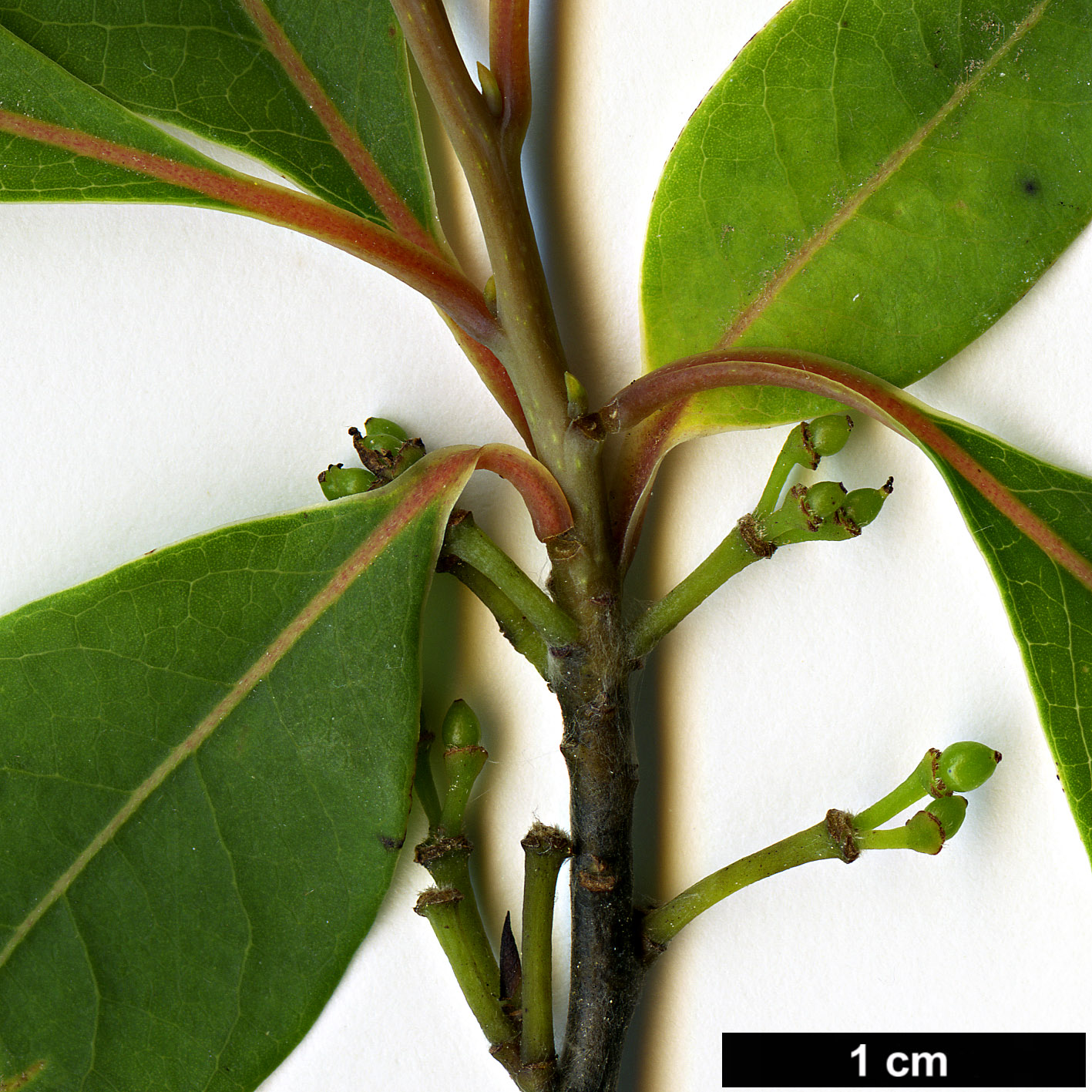 High resolution image: Family: Lauraceae - Genus: Litsea - Taxon: cubeba High resolution image: Family: Lauraceae - Genus: Litsea - Taxon: cubeba
