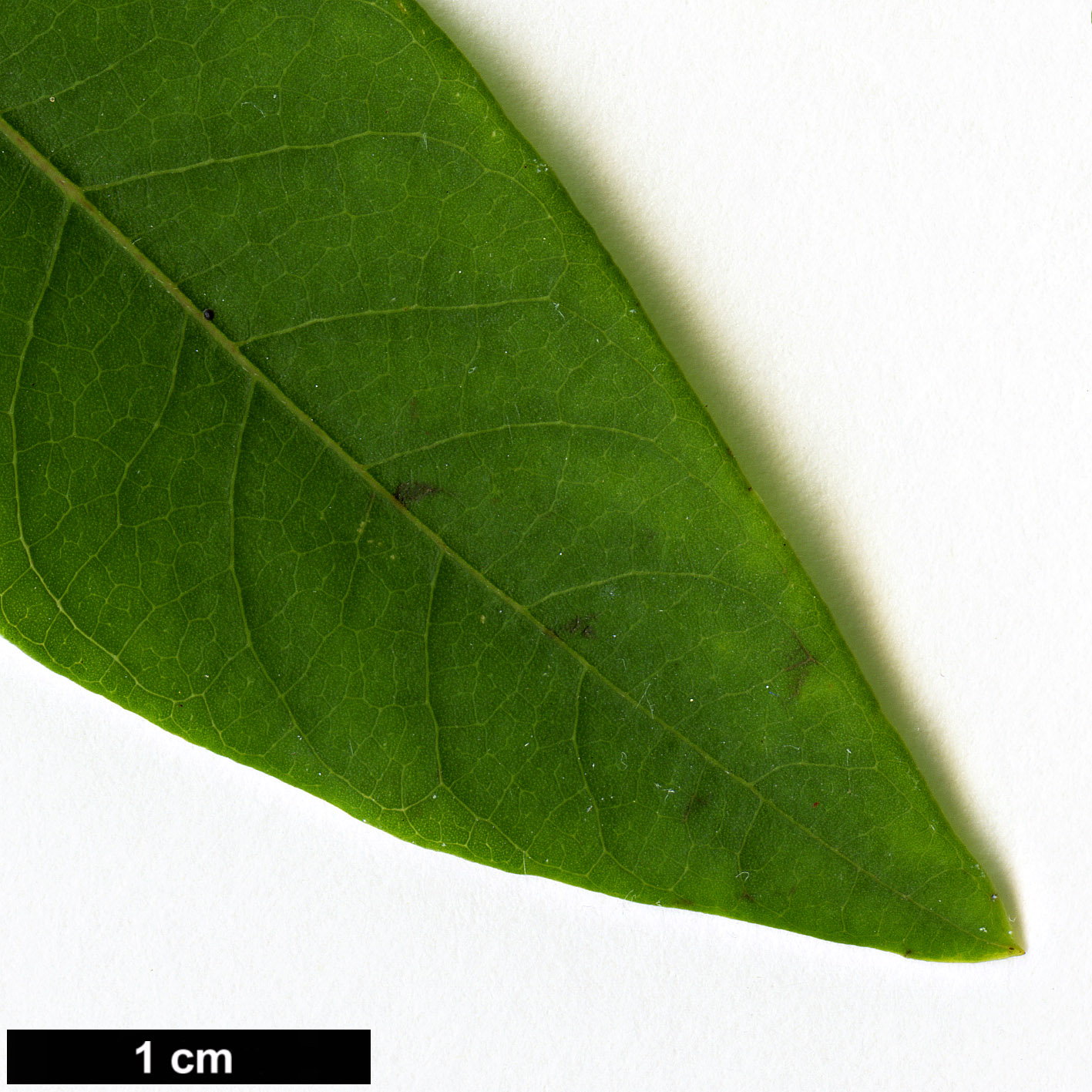 High resolution image: Family: Lauraceae - Genus: Litsea - Taxon: cubeba High resolution image: Family: Lauraceae - Genus: Litsea - Taxon: cubeba