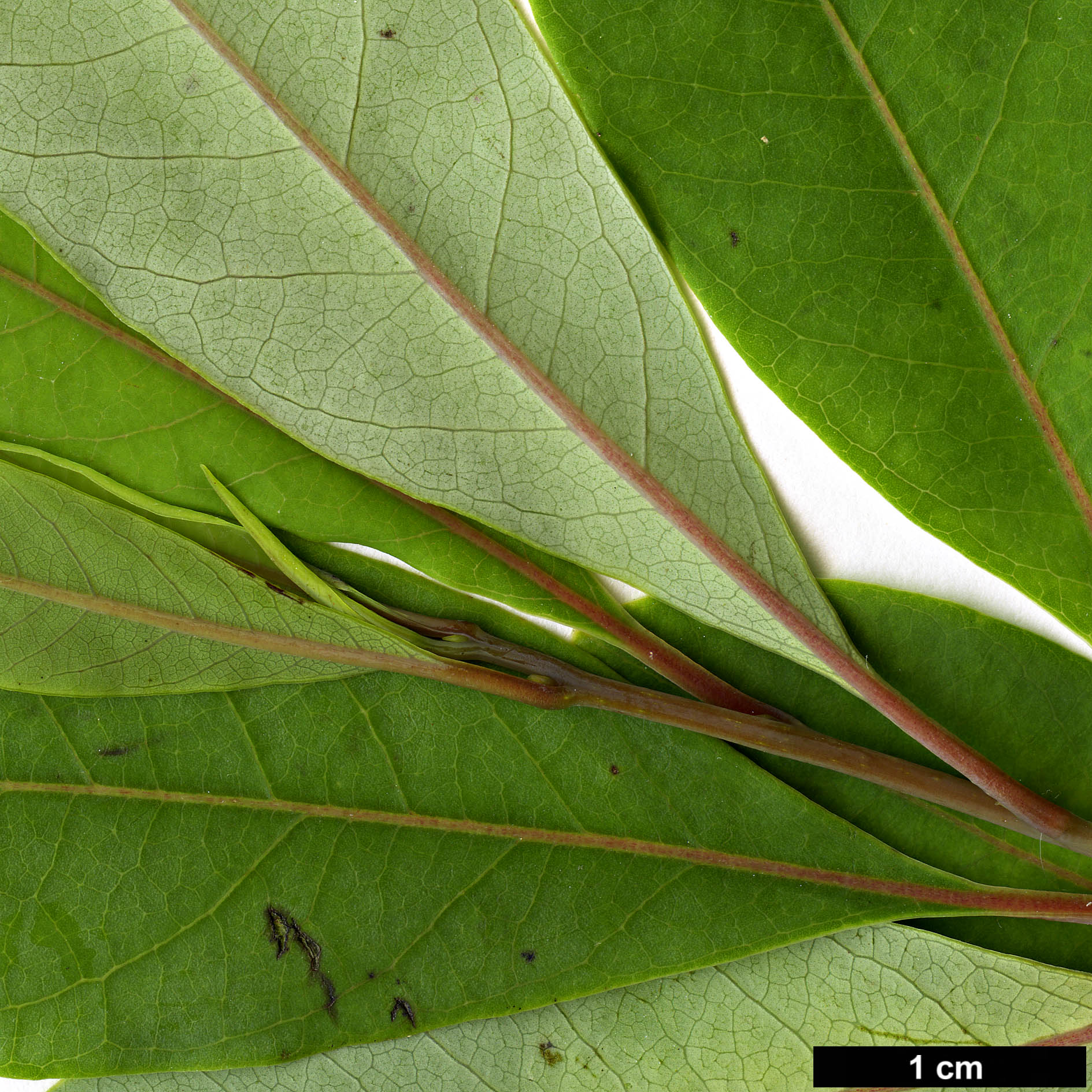 High resolution image: Family: Lauraceae - Genus: Litsea - Taxon: cubeba High resolution image: Family: Lauraceae - Genus: Litsea - Taxon: cubeba