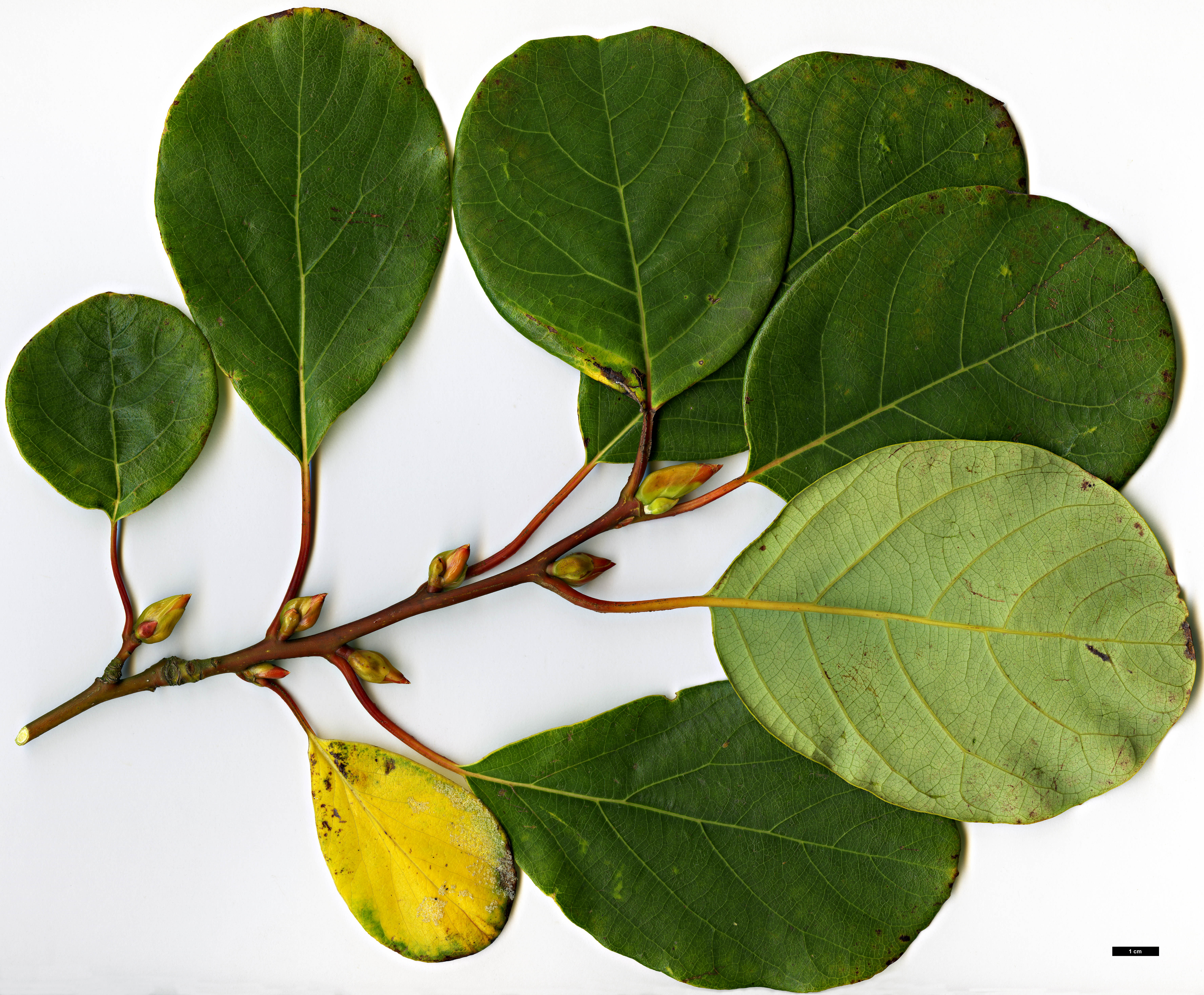 High resolution image: Family: Lauraceae - Genus: Litsea - Taxon: populifolia High resolution image: Family: Lauraceae - Genus: Litsea - Taxon: populifolia