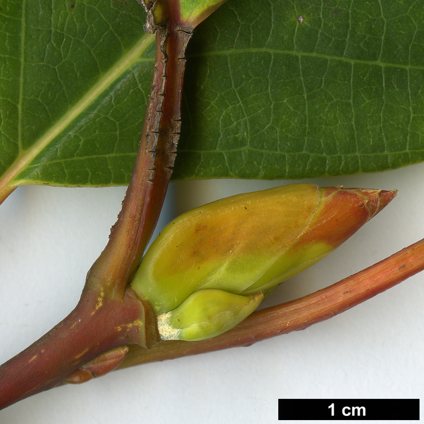 High resolution image: Family: Lauraceae - Genus: Litsea - Taxon: populifolia High resolution image: Family: Lauraceae - Genus: Litsea - Taxon: populifolia
