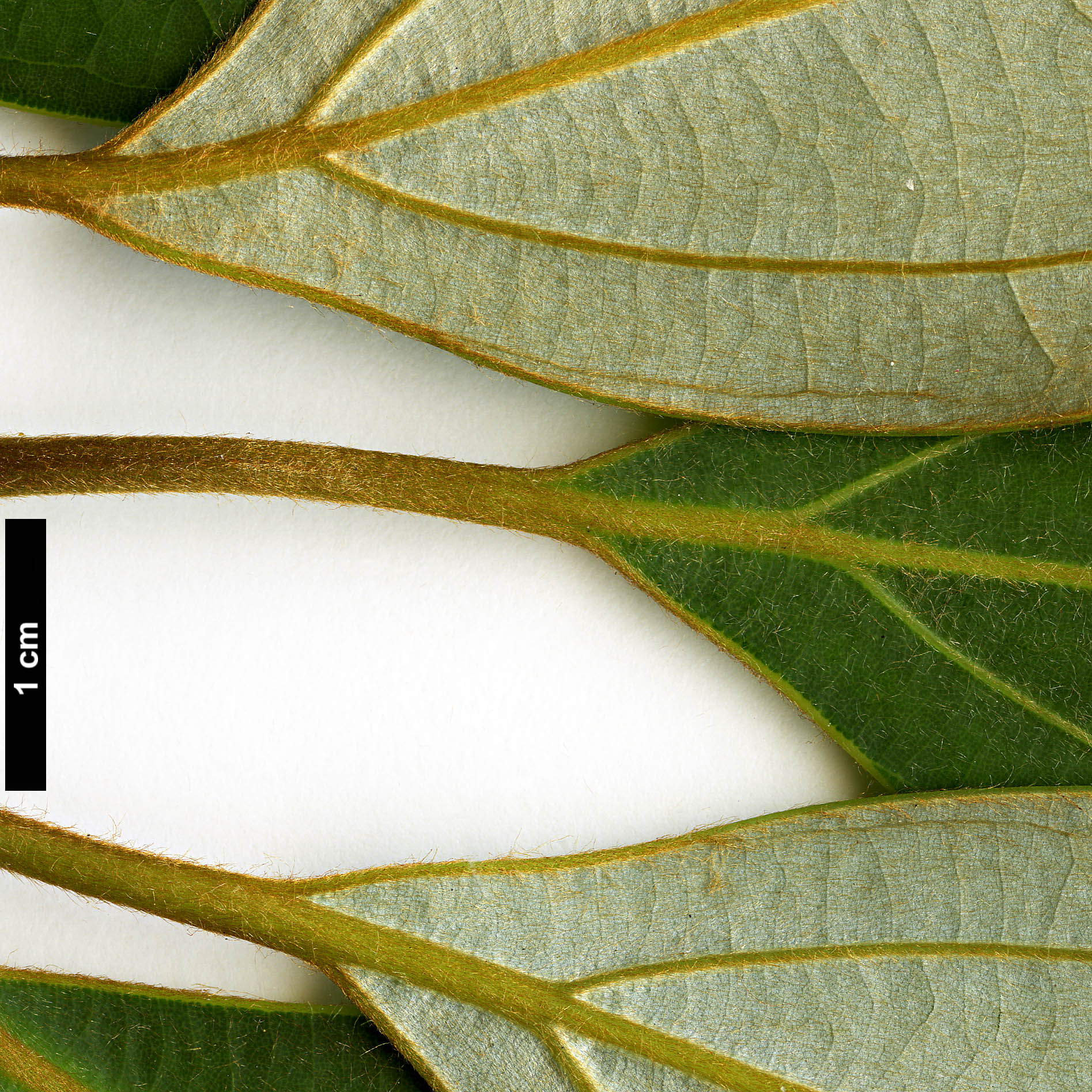 High resolution image: Family: Lauraceae - Genus: Neolitsea - Taxon: sericea
