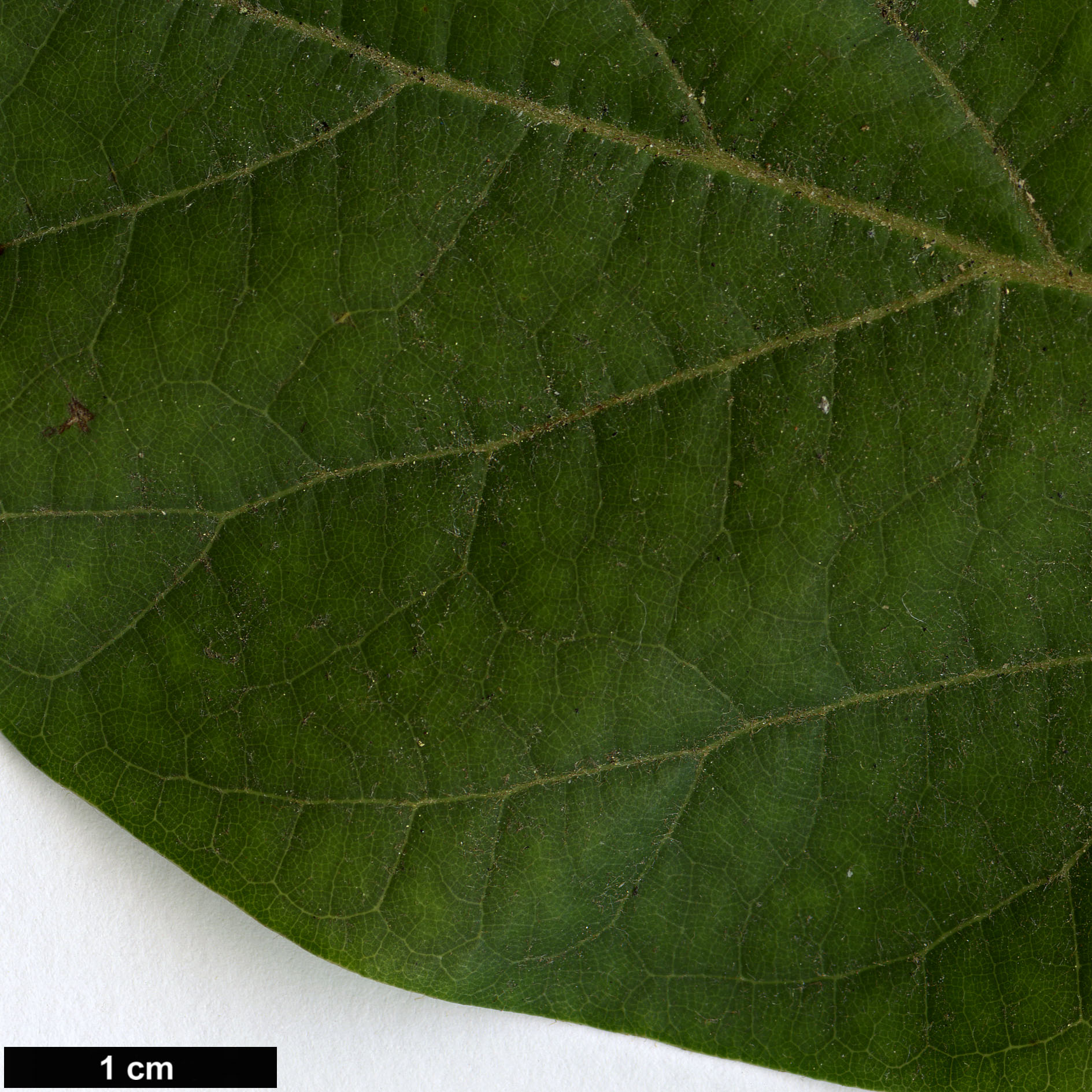 High resolution image: Family: Lauraceae - Genus: Persea - Taxon: americana