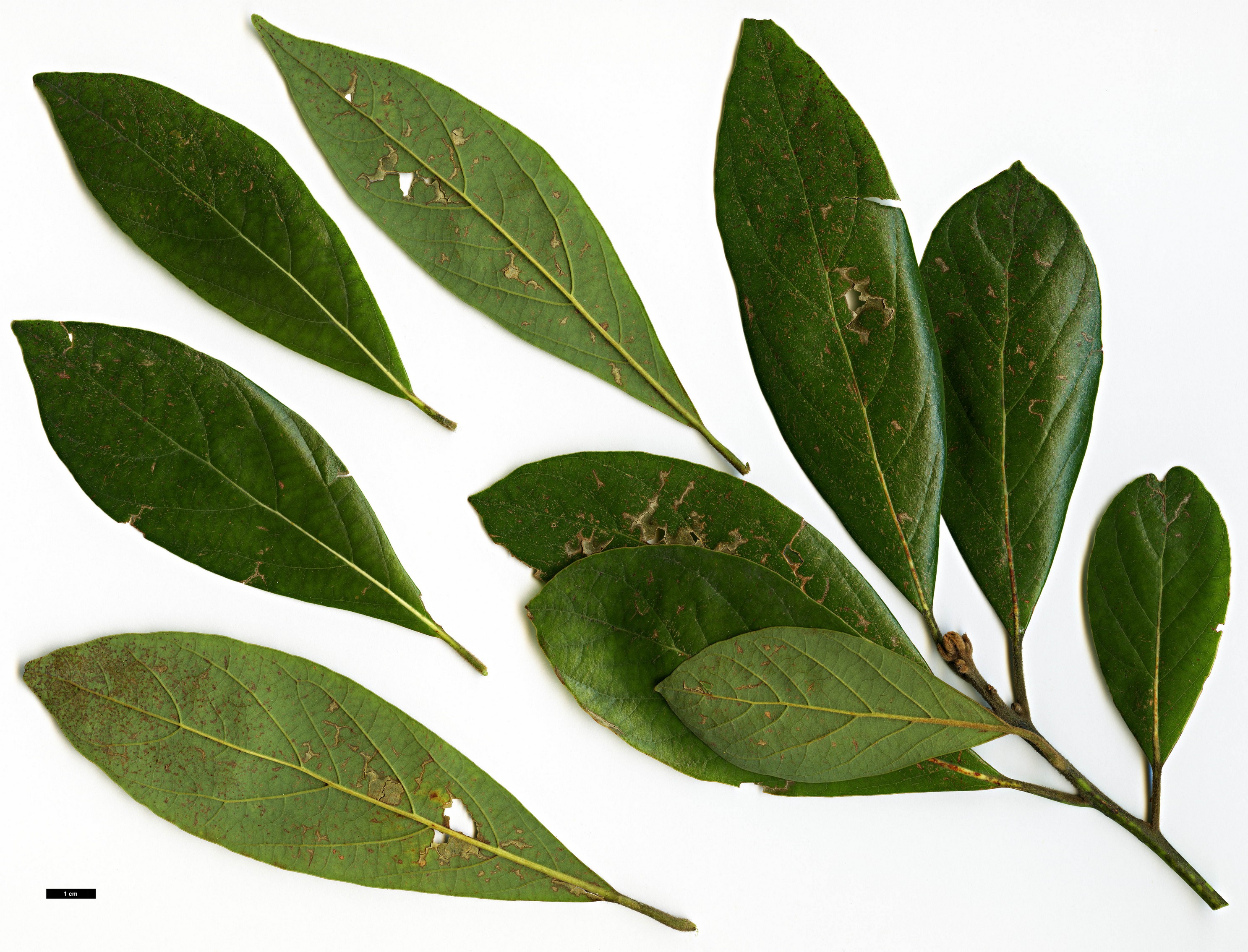 High resolution image: Family: Lauraceae - Genus: Persea - Taxon: borbonia High resolution image: Family: Lauraceae - Genus: Persea - Taxon: borbonia