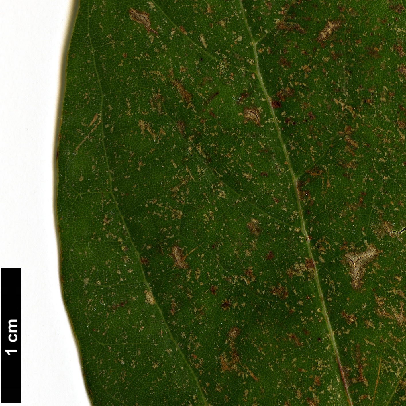 High resolution image: Family: Lauraceae - Genus: Persea - Taxon: borbonia High resolution image: Family: Lauraceae - Genus: Persea - Taxon: borbonia