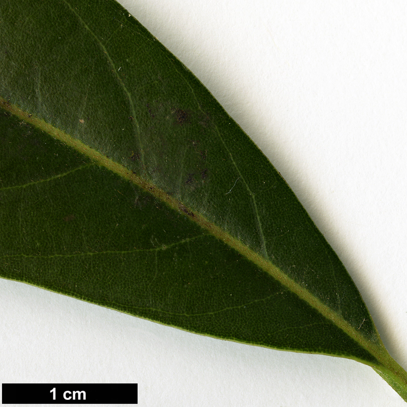 High resolution image: Family: Lauraceae - Genus: Persea - Taxon: bracteata High resolution image: Family: Lauraceae - Genus: Persea - Taxon: bracteata