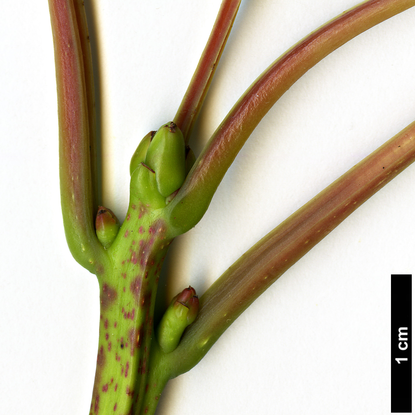 High resolution image: Family: Lauraceae - Genus: Sassafras - Taxon: tzumu