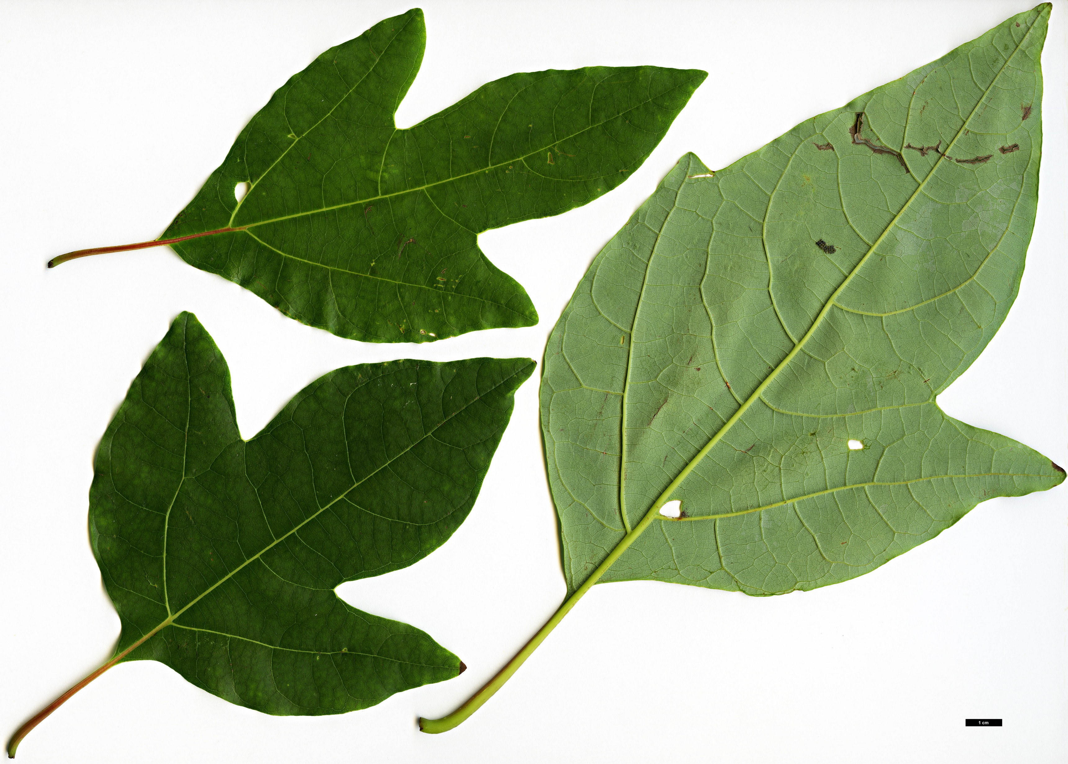 High resolution image: Family: Lauraceae - Genus: Sassafras - Taxon: tzumu