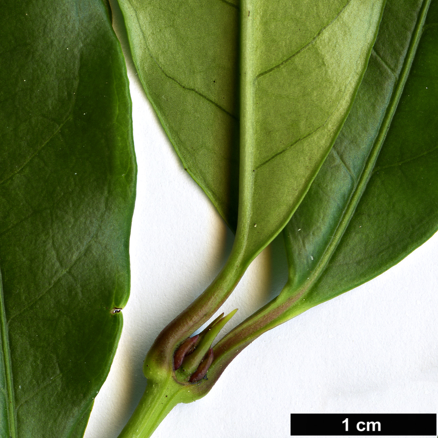 High resolution image: Family: Loganiaceae - Genus: Gardneria - Taxon: angustifolia High resolution image: Family: Loganiaceae - Genus: Gardneria - Taxon: angustifolia