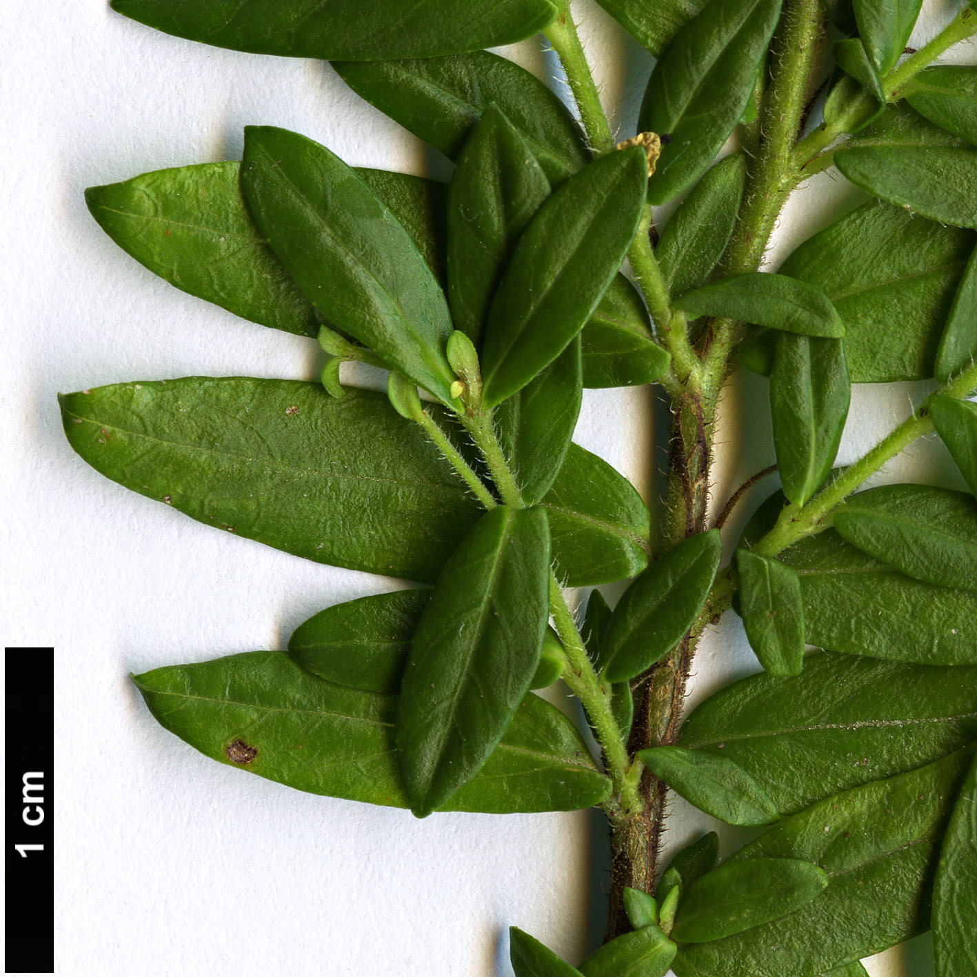 High resolution image: Family: Lythraceae - Genus: Cuphea - Taxon: hyssopifolia