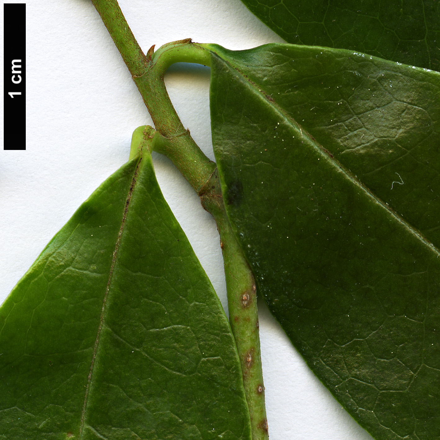 High resolution image: Family: Magnoliaceae - Genus: Magnolia - Taxon: amabilis