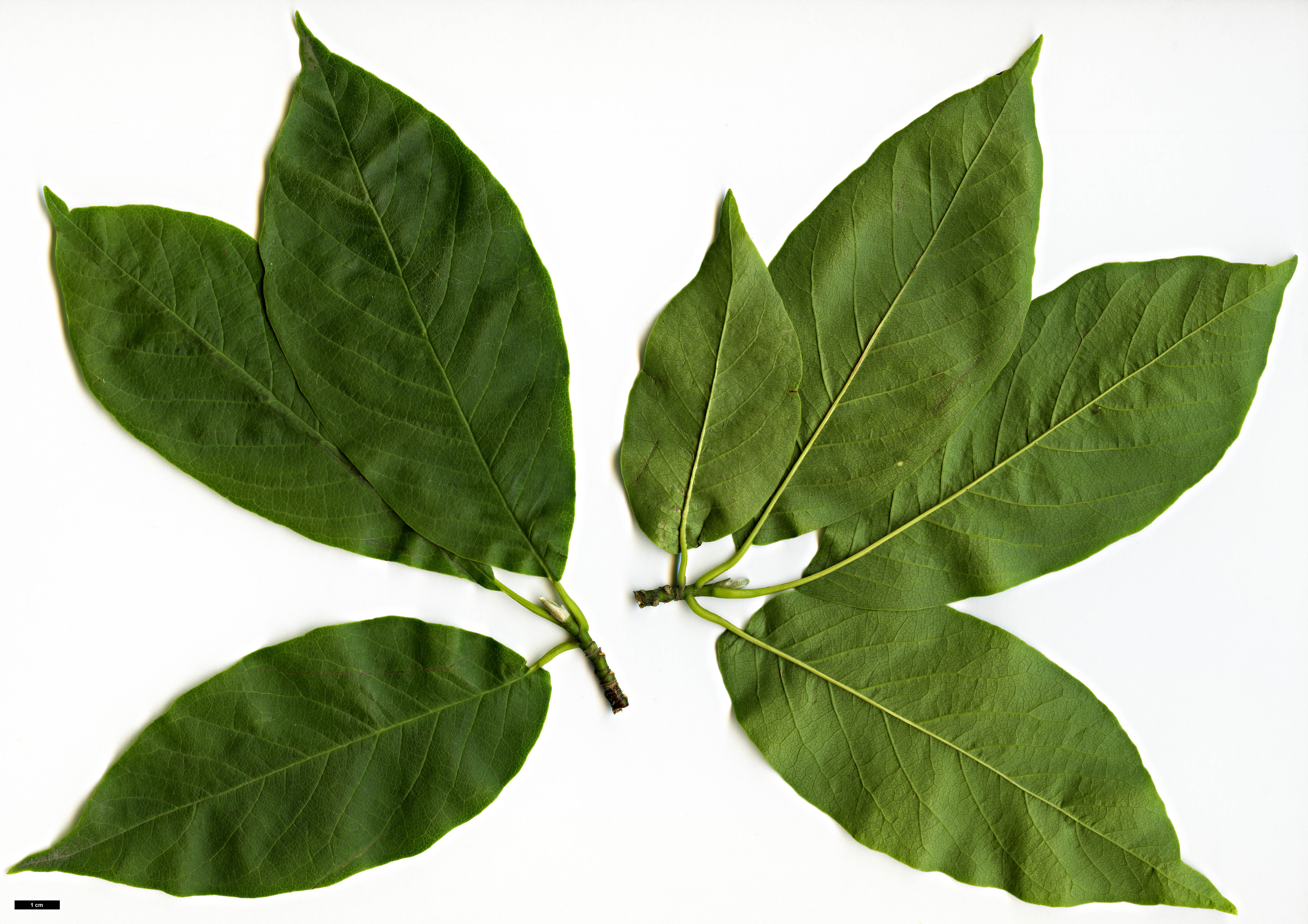 High resolution image: Family: Magnoliaceae - Genus: Magnolia - Taxon: biondii High resolution image: Family: Magnoliaceae - Genus: Magnolia - Taxon: biondii