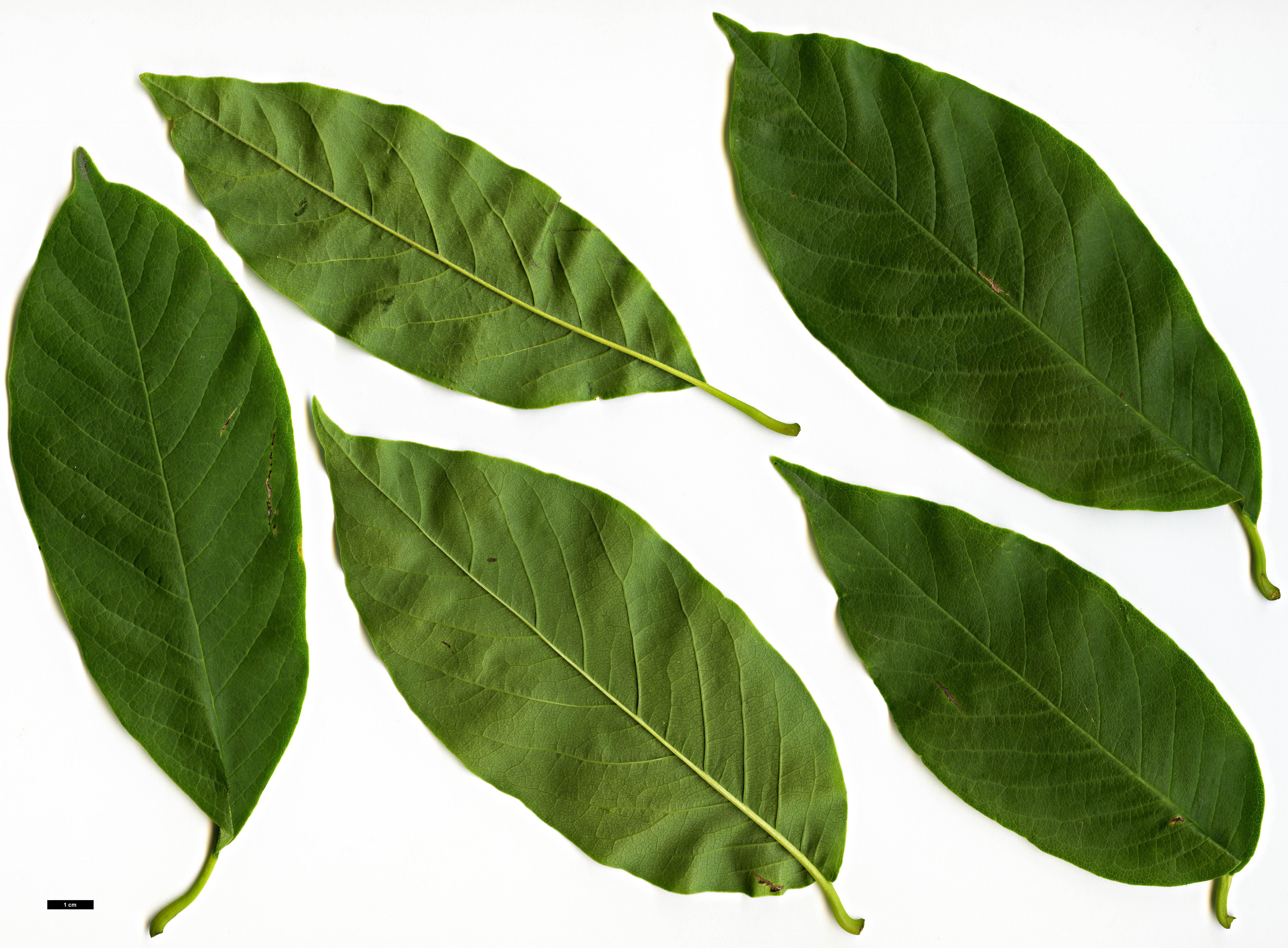 High resolution image: Family: Magnoliaceae - Genus: Magnolia - Taxon: biondii High resolution image: Family: Magnoliaceae - Genus: Magnolia - Taxon: biondii