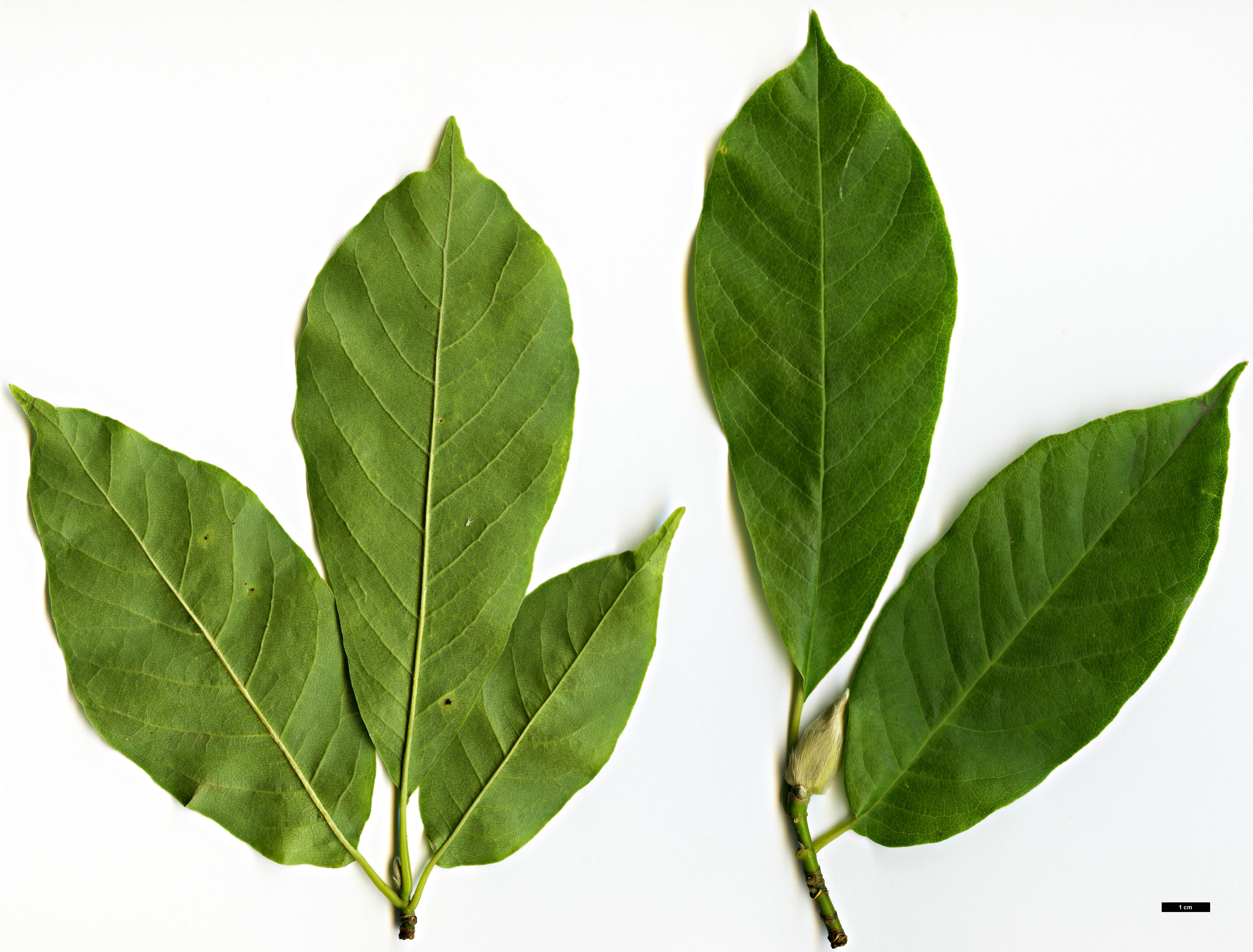 High resolution image: Family: Magnoliaceae - Genus: Magnolia - Taxon: biondii High resolution image: Family: Magnoliaceae - Genus: Magnolia - Taxon: biondii