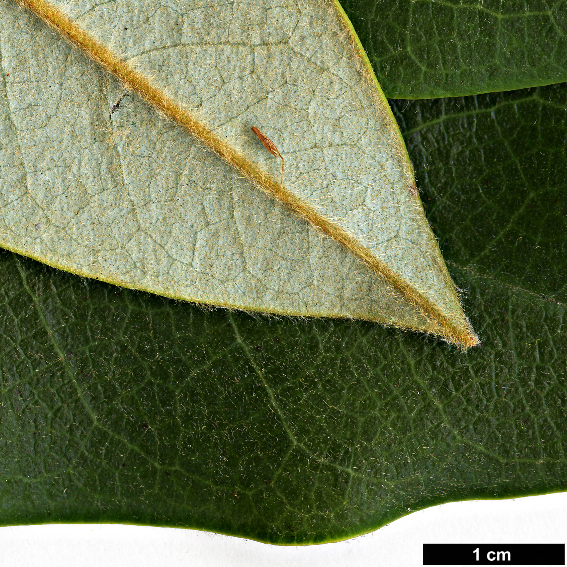 High resolution image: Family: Magnoliaceae - Genus: Magnolia - Taxon: calcicola