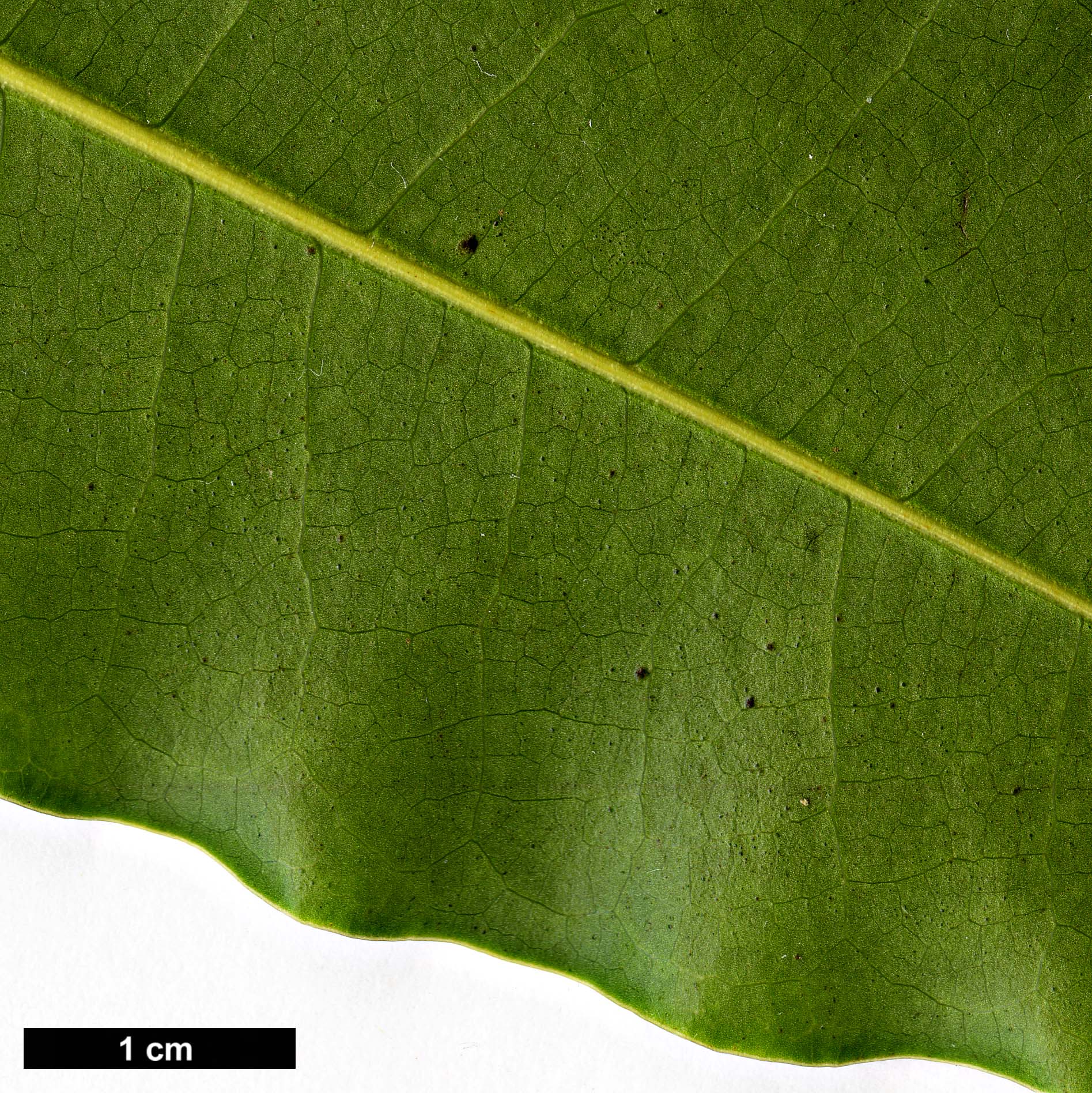 High resolution image: Family: Magnoliaceae - Genus: Magnolia - Taxon: cathcartii