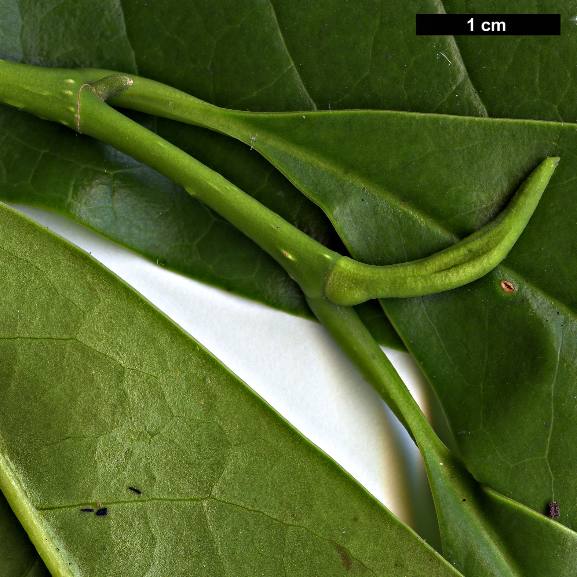 High resolution image: Family: Magnoliaceae - Genus: Magnolia - Taxon: chapensis High resolution image: Family: Magnoliaceae - Genus: Magnolia - Taxon: chapensis