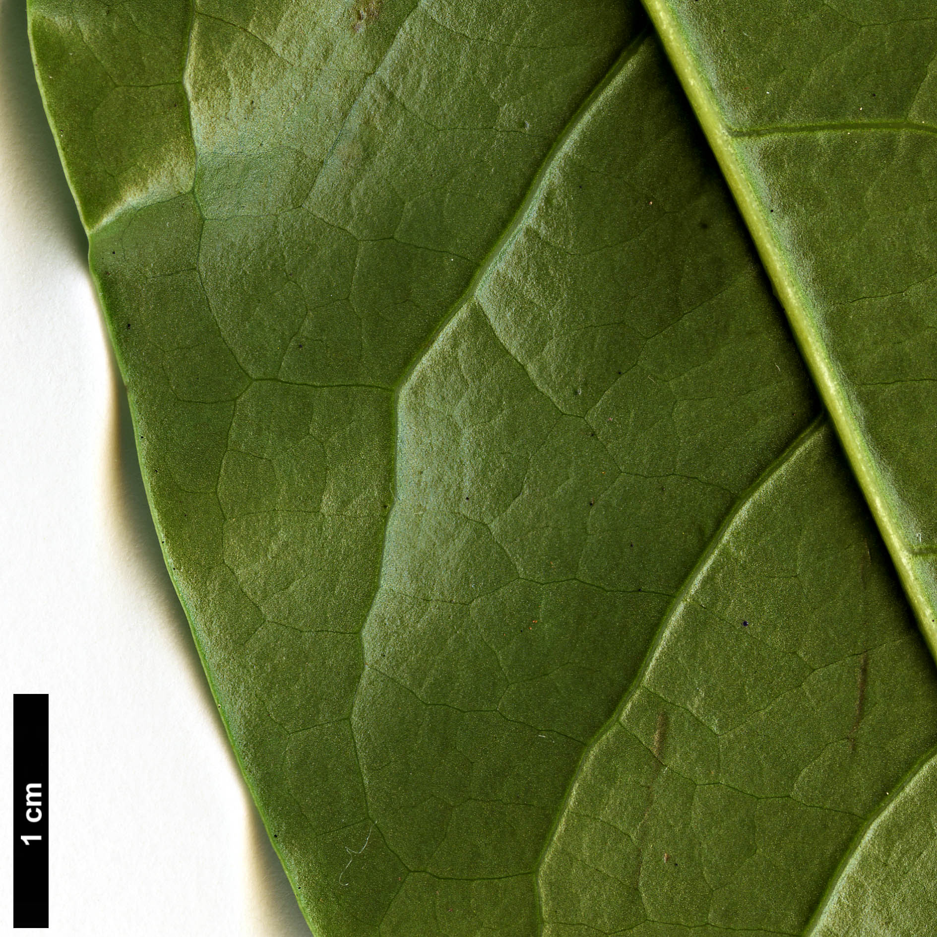 High resolution image: Family: Magnoliaceae - Genus: Magnolia - Taxon: chapensis High resolution image: Family: Magnoliaceae - Genus: Magnolia - Taxon: chapensis