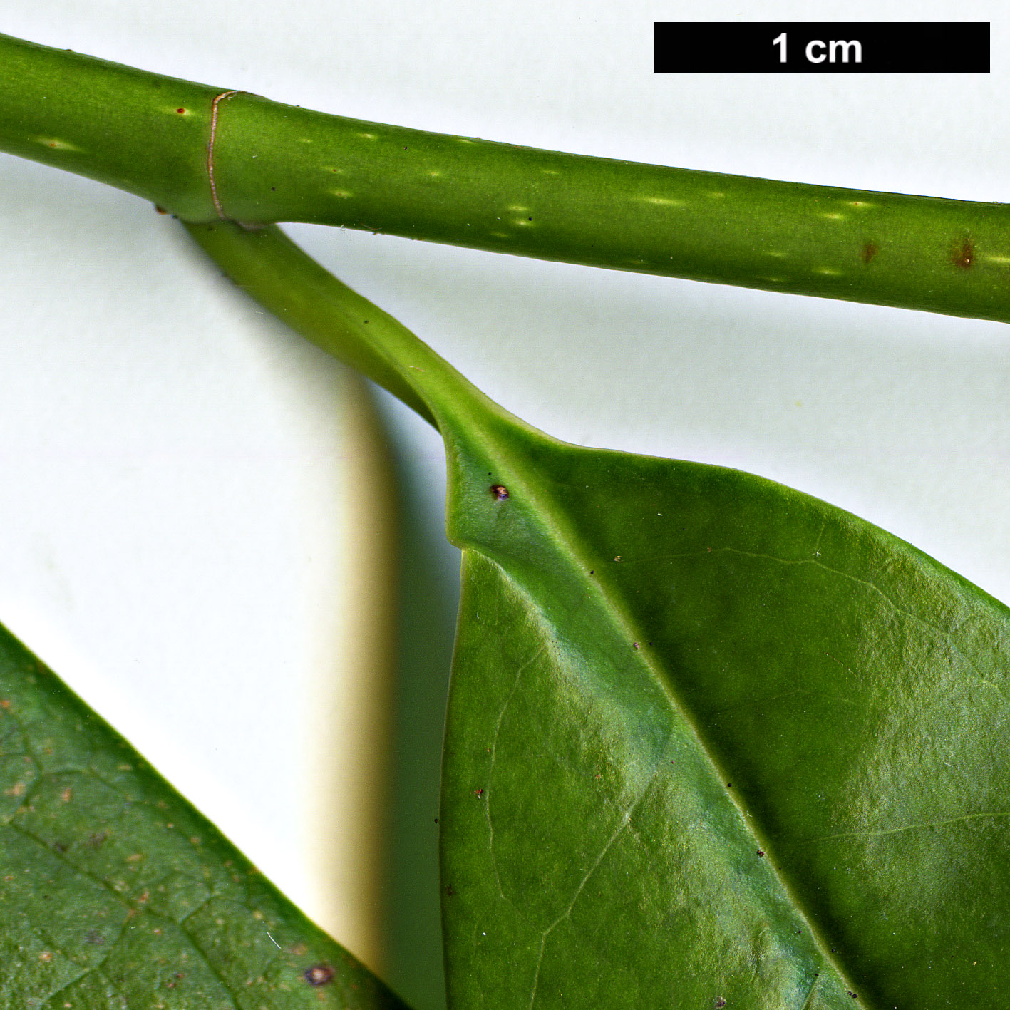 High resolution image: Family: Magnoliaceae - Genus: Magnolia - Taxon: chapensis High resolution image: Family: Magnoliaceae - Genus: Magnolia - Taxon: chapensis