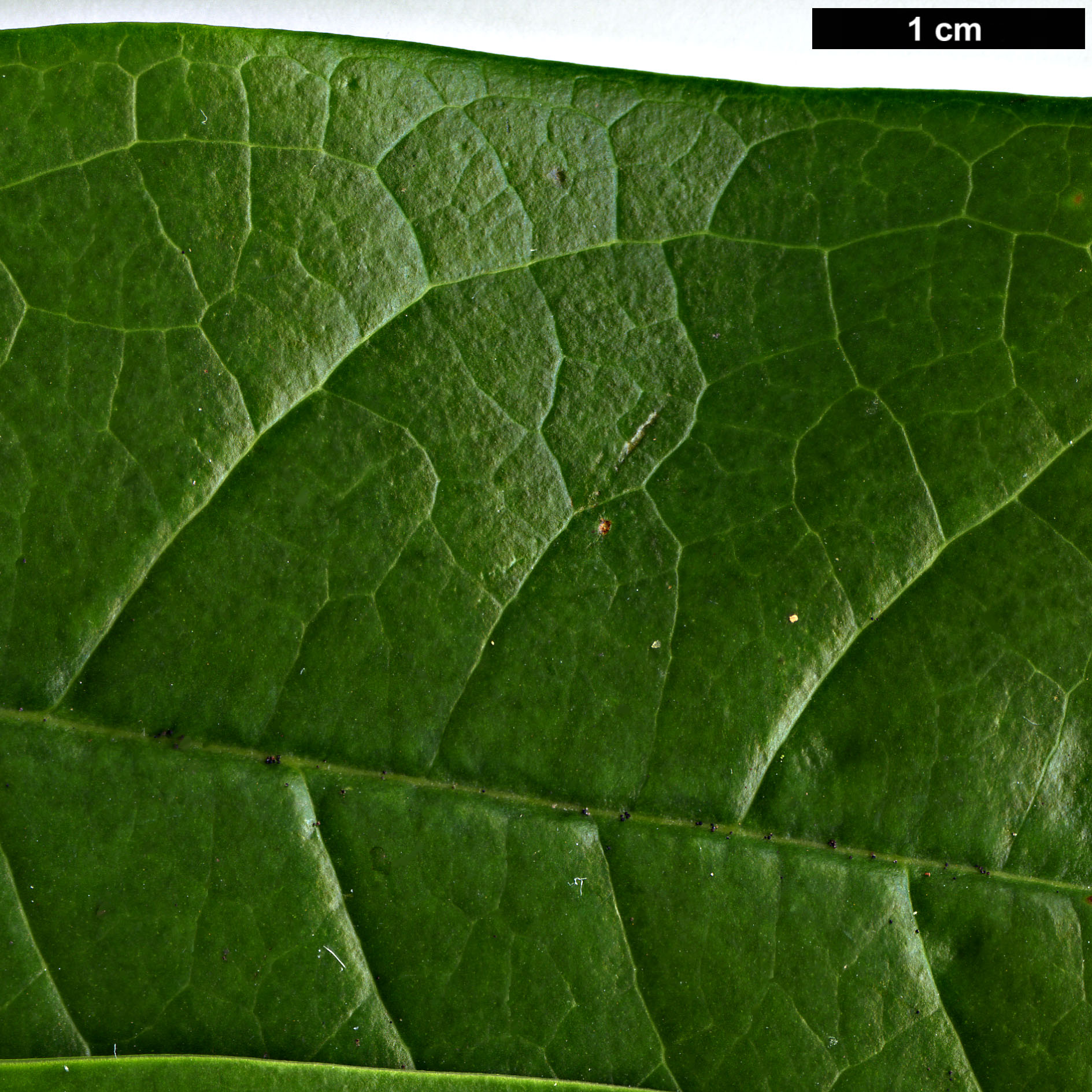 High resolution image: Family: Magnoliaceae - Genus: Magnolia - Taxon: chapensis High resolution image: Family: Magnoliaceae - Genus: Magnolia - Taxon: chapensis
