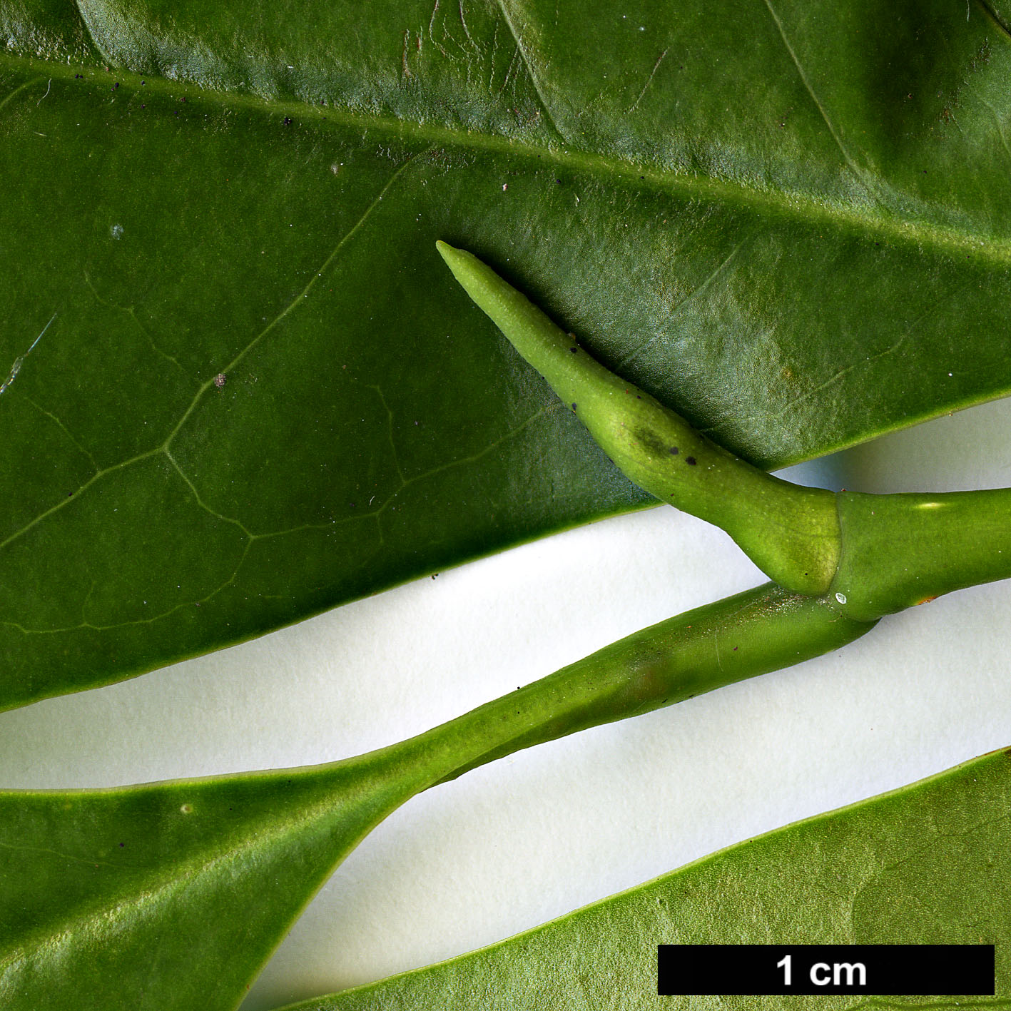 High resolution image: Family: Magnoliaceae - Genus: Magnolia - Taxon: chapensis High resolution image: Family: Magnoliaceae - Genus: Magnolia - Taxon: chapensis