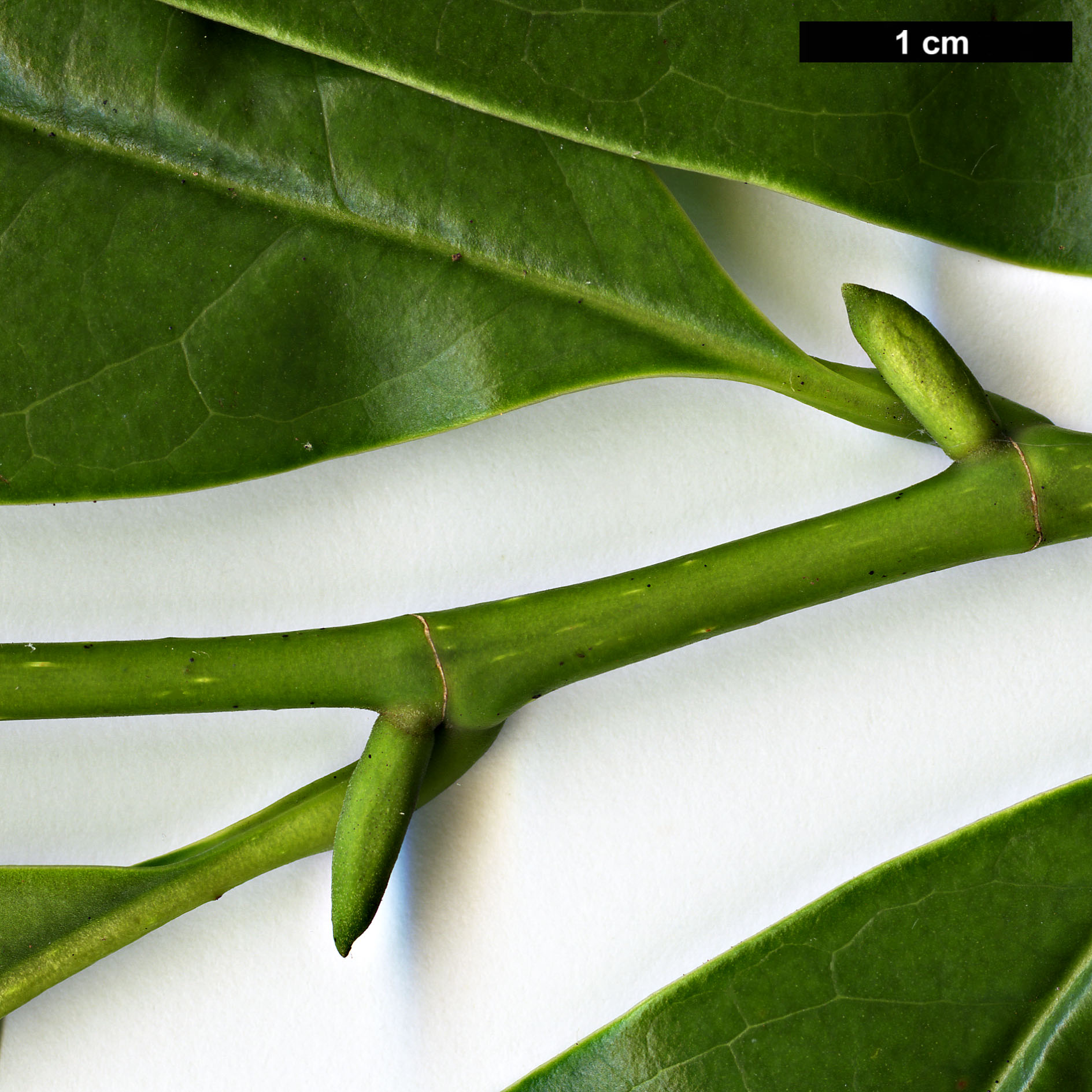High resolution image: Family: Magnoliaceae - Genus: Magnolia - Taxon: chapensis High resolution image: Family: Magnoliaceae - Genus: Magnolia - Taxon: chapensis